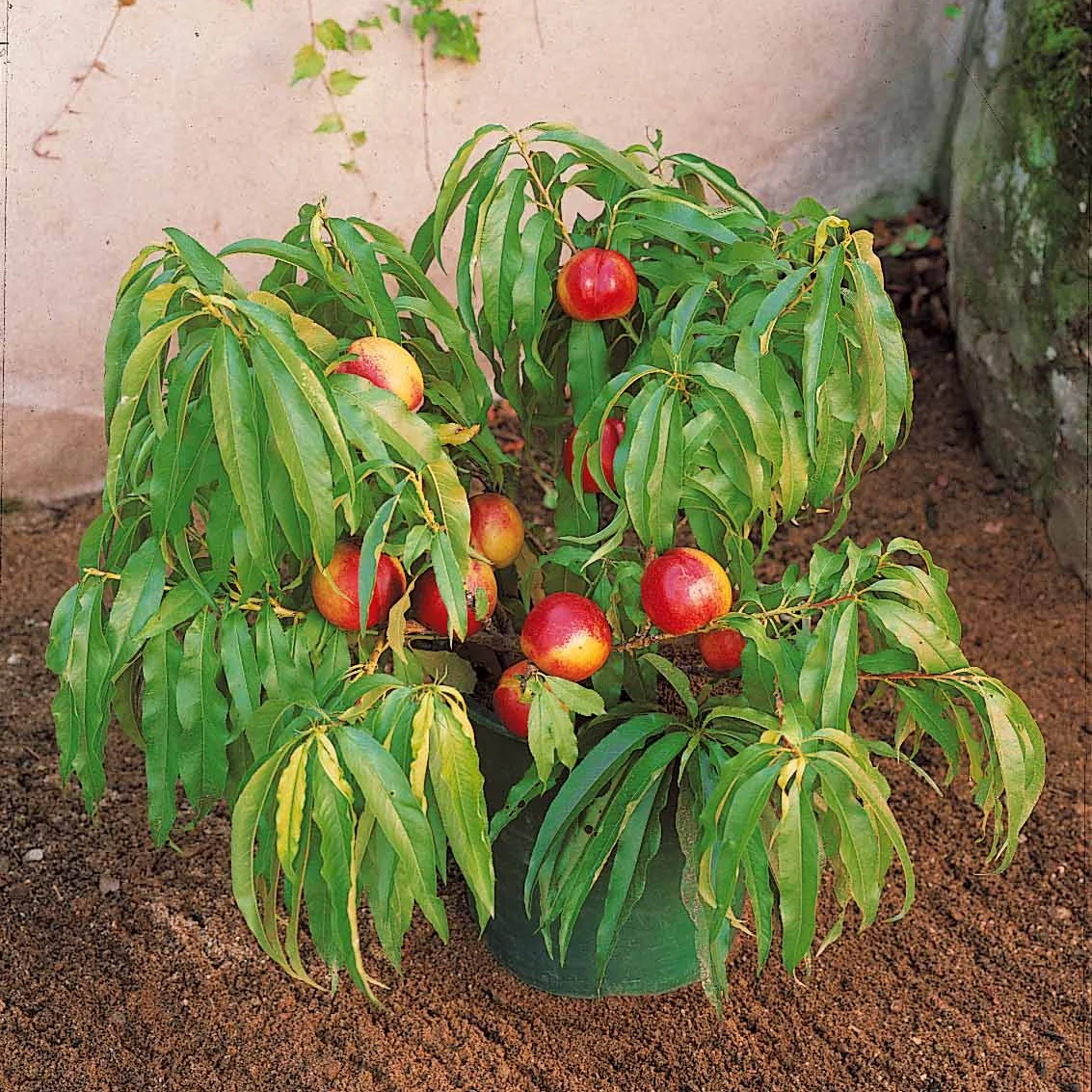 Mini-nectarine Morton - Image 2