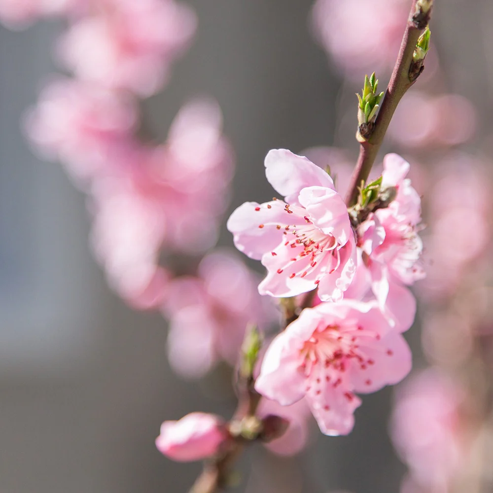Mini-nectarine Morton - Image 3