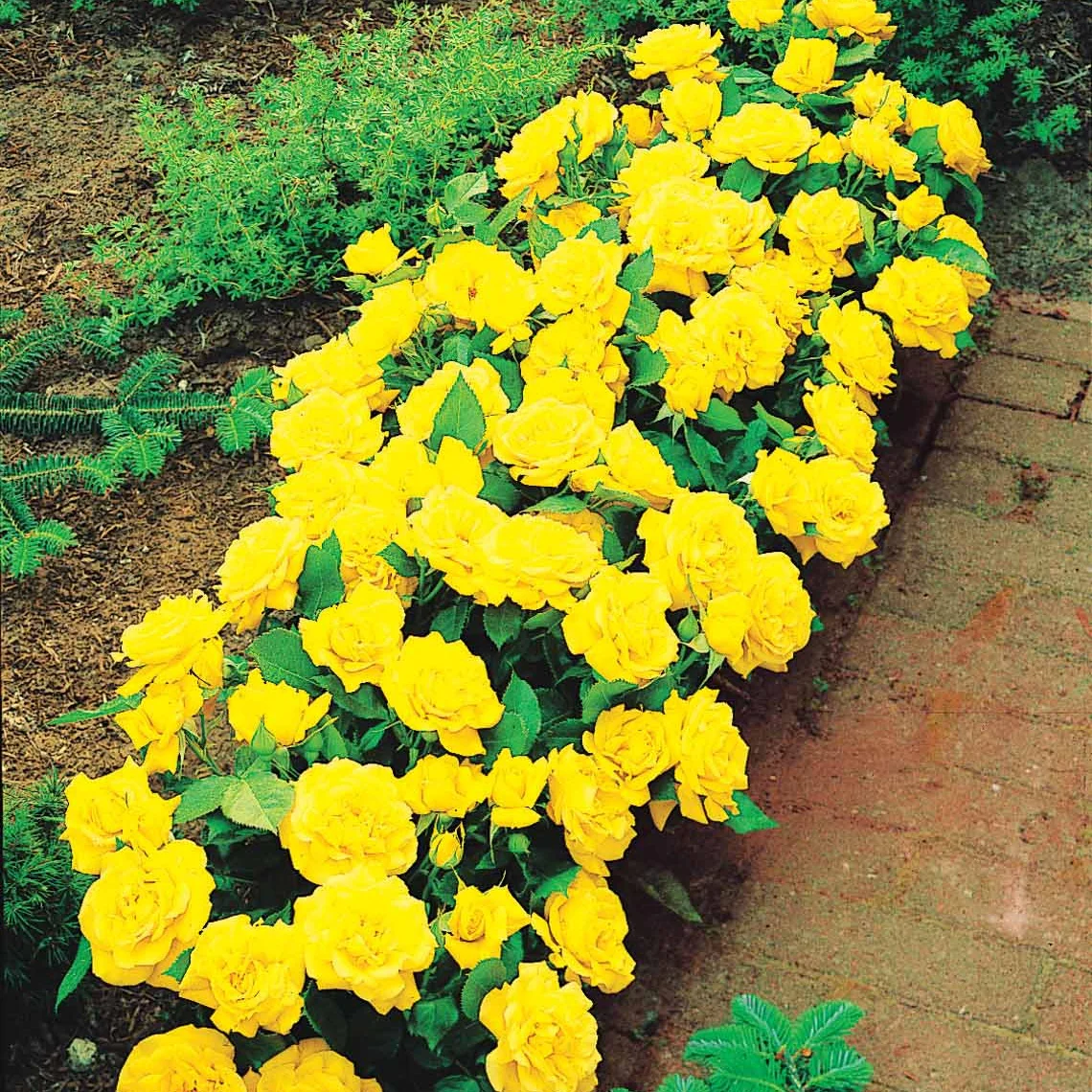 3 Mini-rosiers Randilla jaune - Image 2