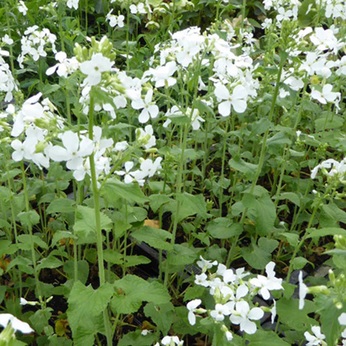 Monnaie du Pape à fleurs blanches - Image 2