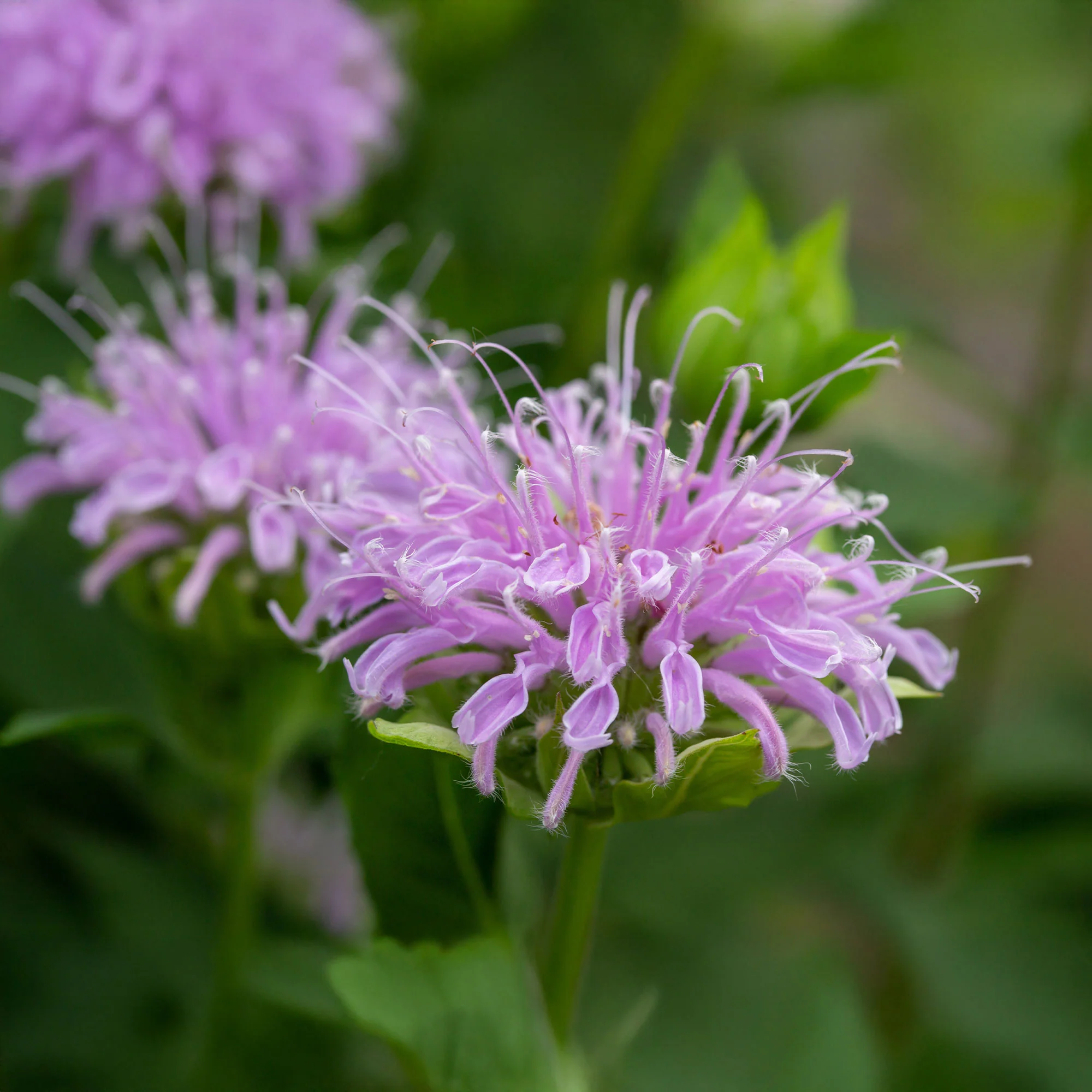 Monarde à feuille de menthes - Image 4