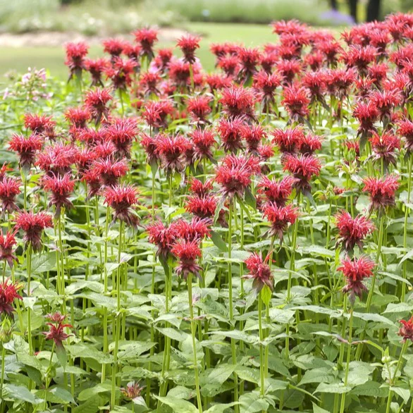 Monarde Cambridge Scarlet - Image 2