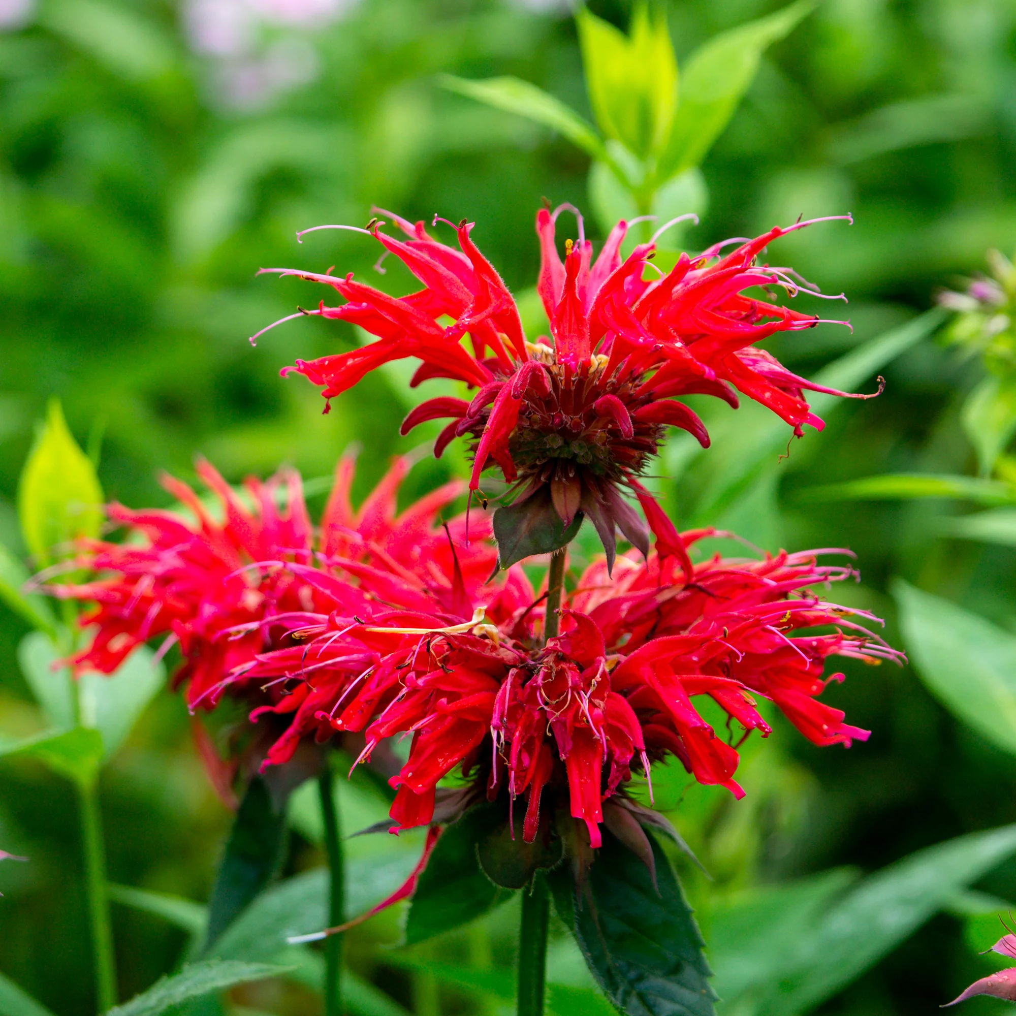 Monarde écarlate