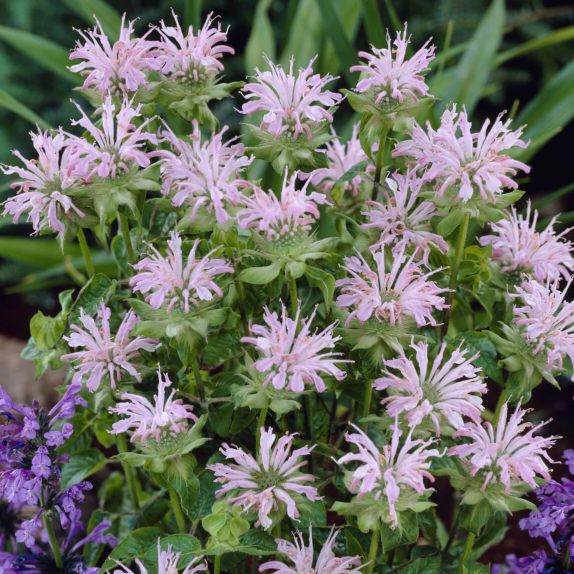 Monarde Fishes