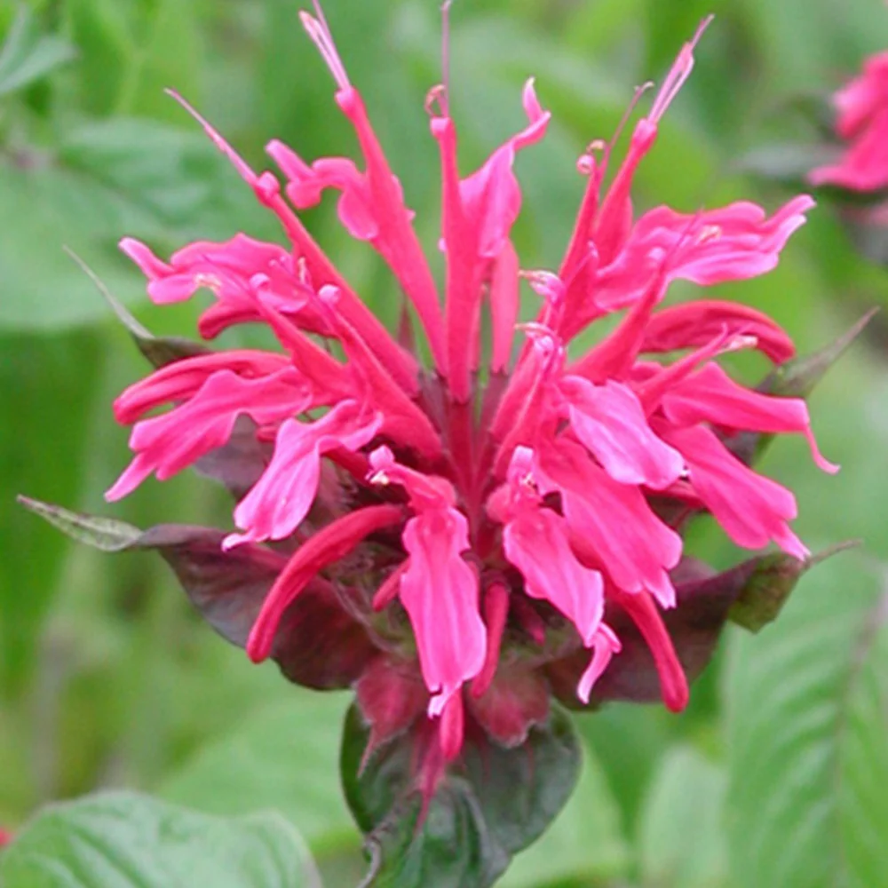 Monarde Mahogany