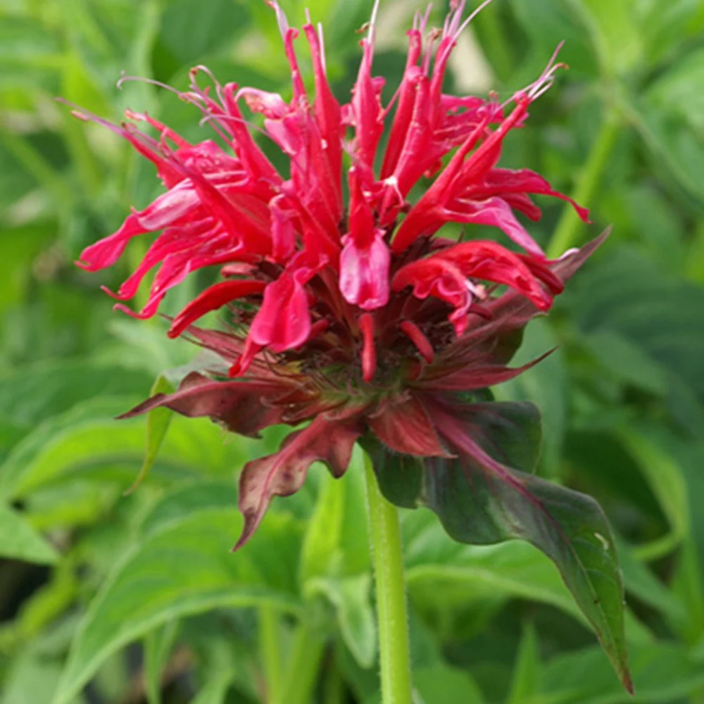 Monarde Mahogany - Image 2