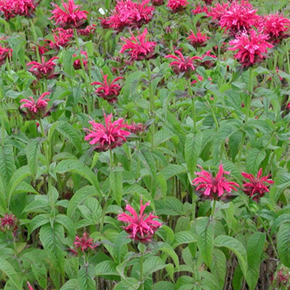 Monarde Mahogany - Image 3
