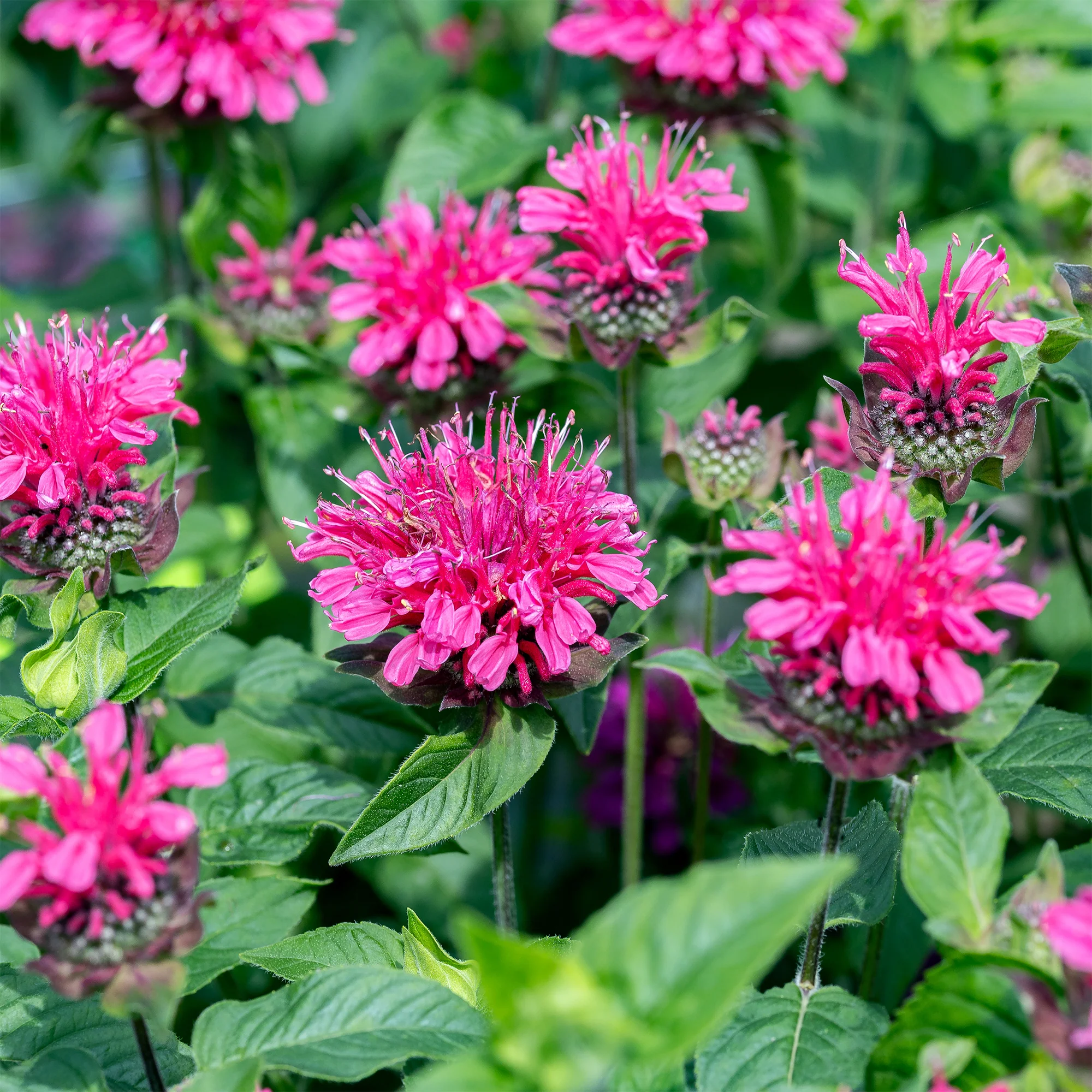 Monarde Pink Lace - Image 3