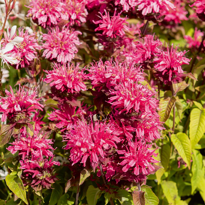 Monarde Pink Lace - Image 4