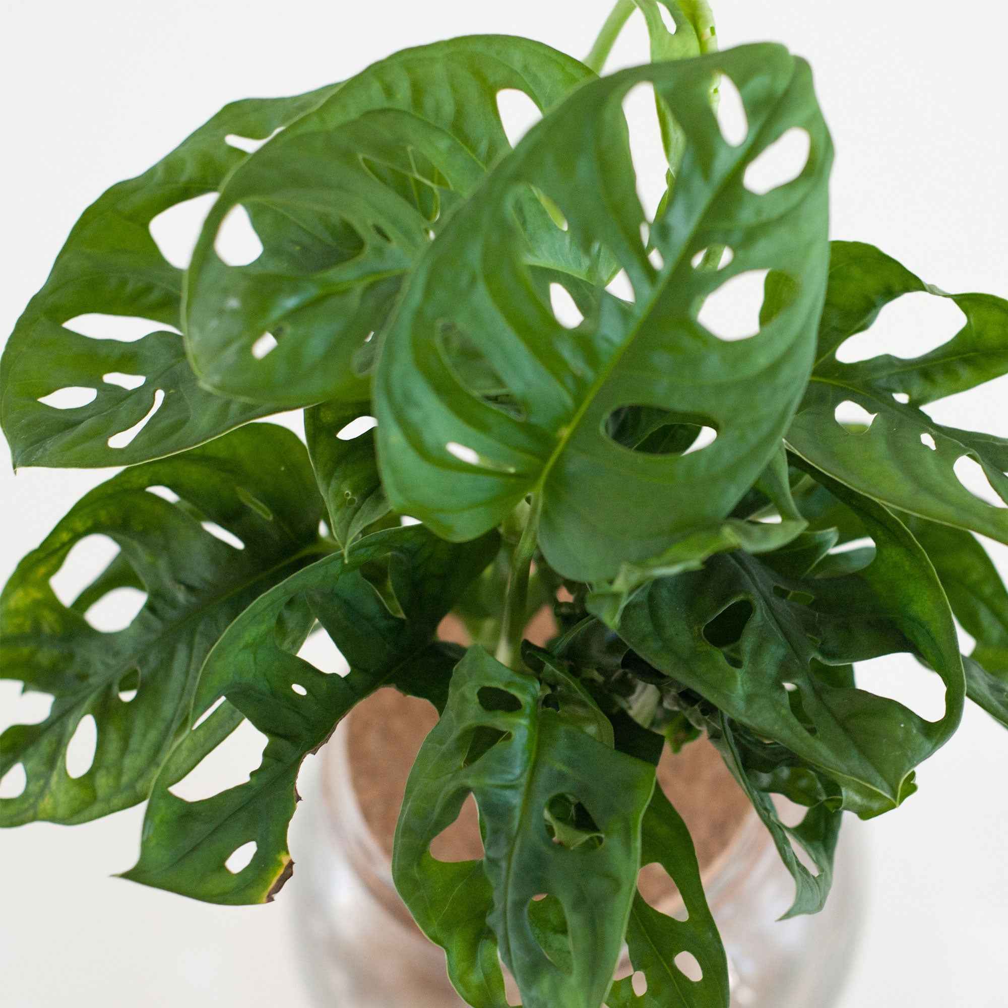 Monstera et son ampoule vase - Image 2