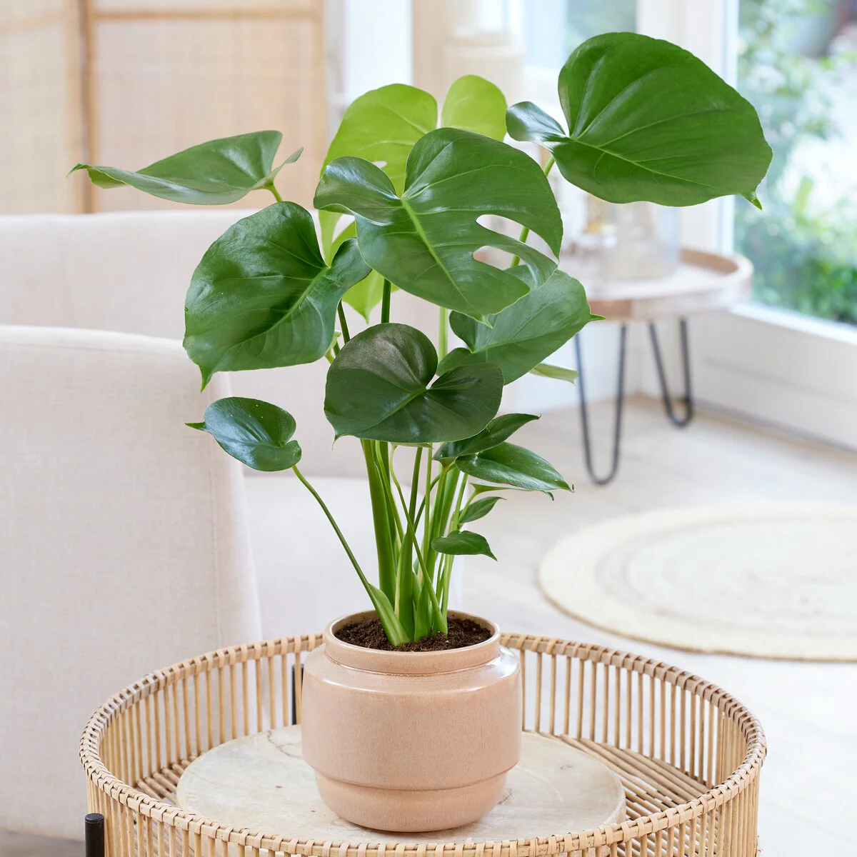 Philodendron Monstera deliciosa - Image 2