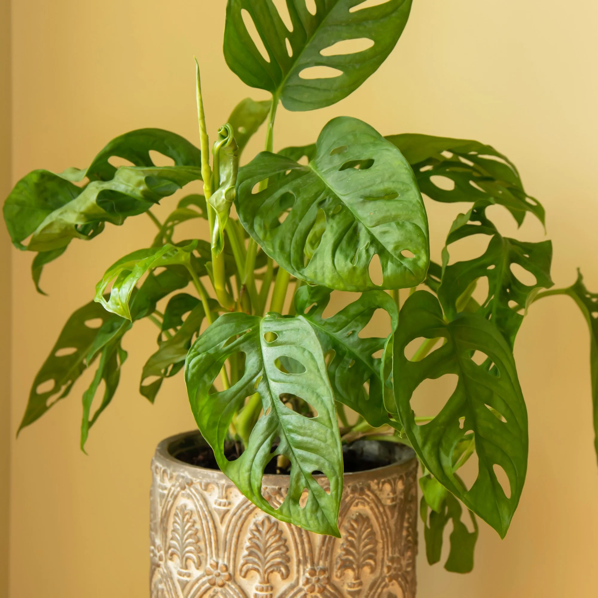 Philodendron Monstera Monkey Mask - Image 2