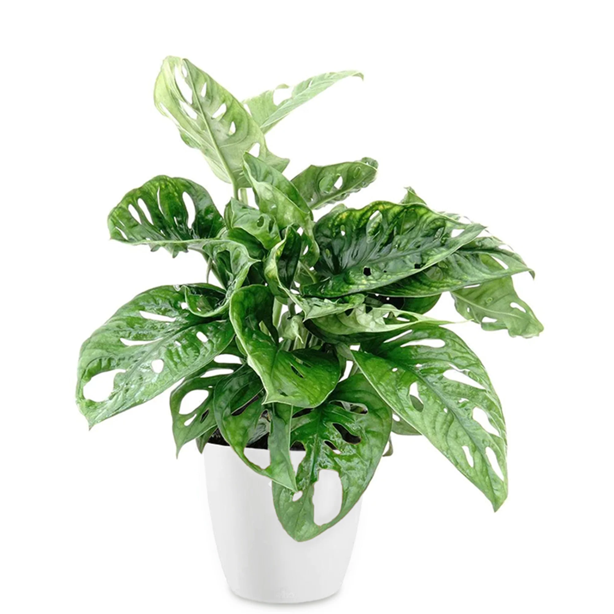 Philodendron Monstera Monkey Mask et son cache-pot blanc ELHO - Image 2