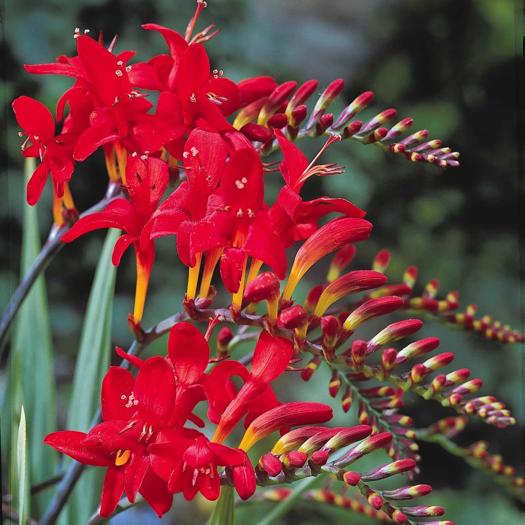 15 Crocosmias rouges - Image 5