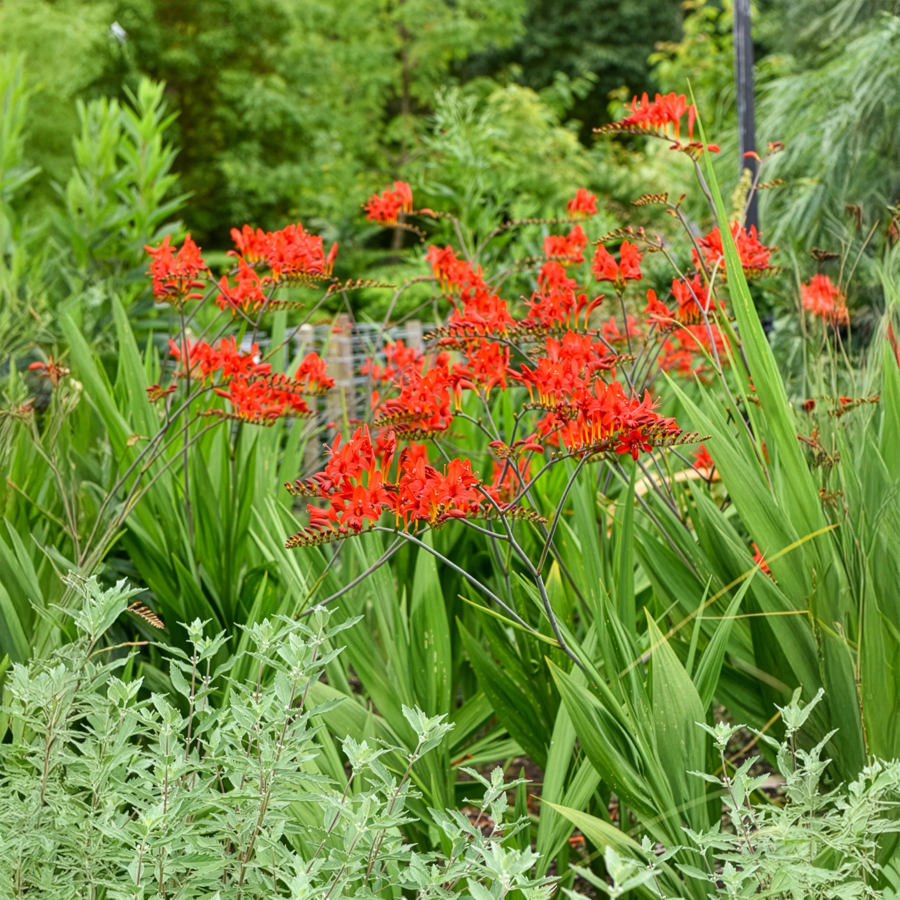 15 Crocosmias rouges - Image 8