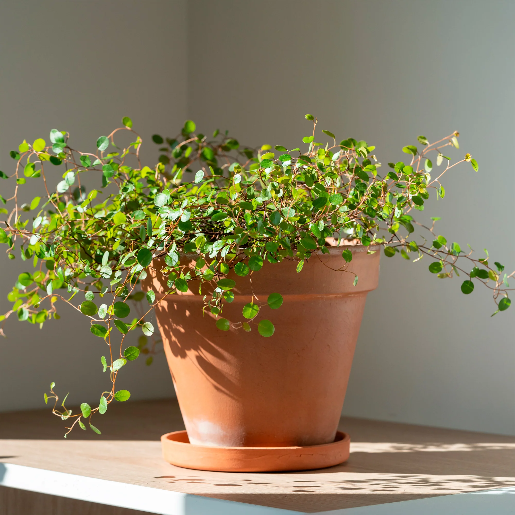 Muehlenbeckia complexa - Image 3