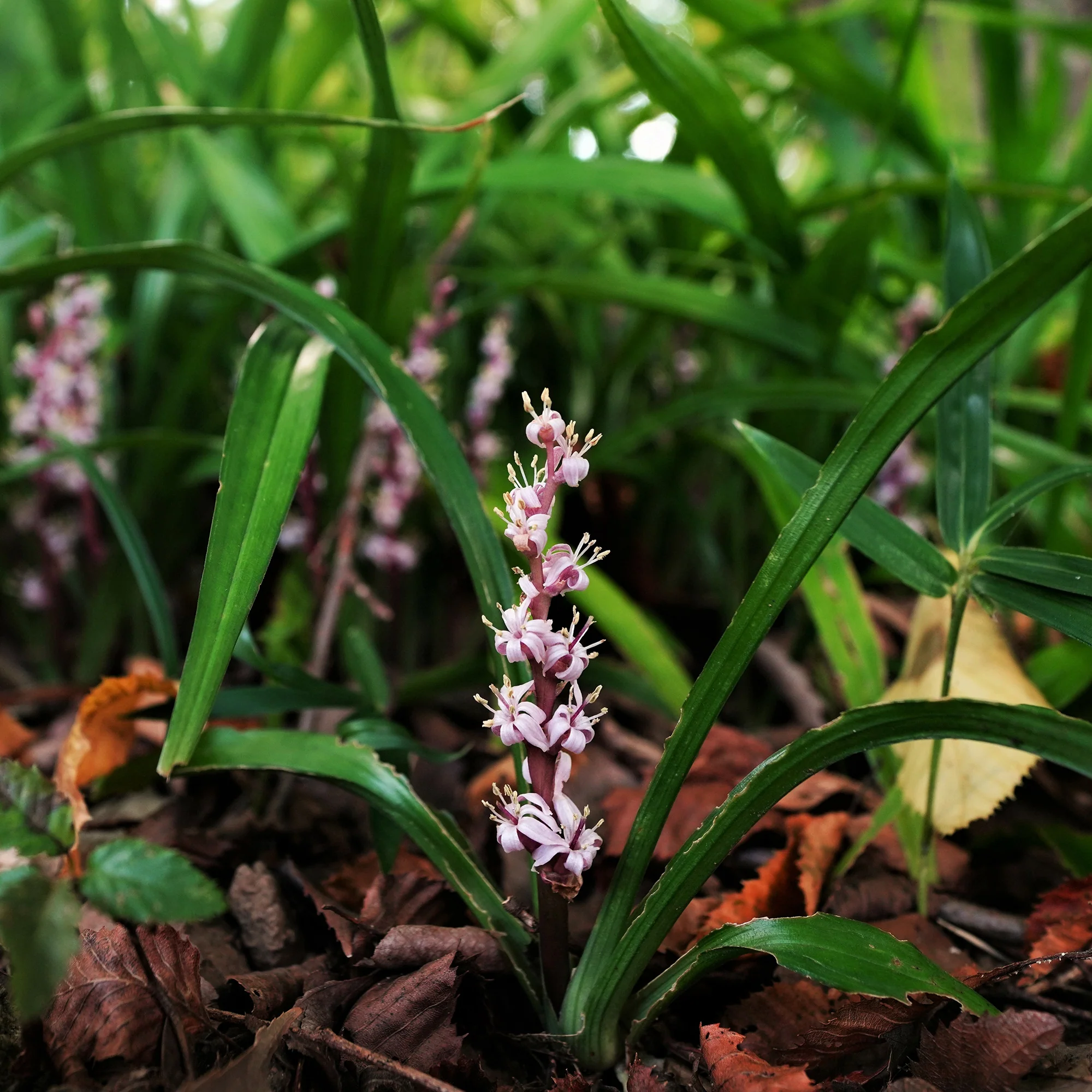 Muguet de Chine