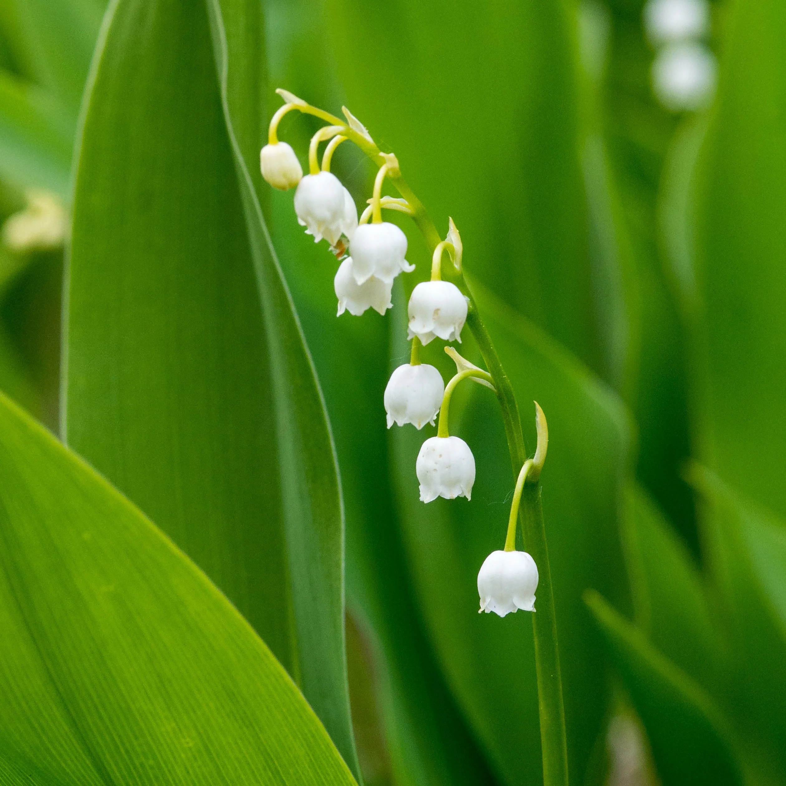 Muguet blanc - Image 3