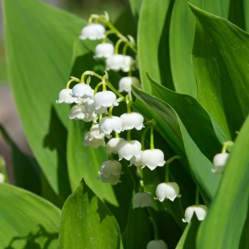 Muguet blanc - Image 4