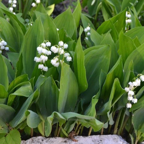 Muguet blanc - Image 5