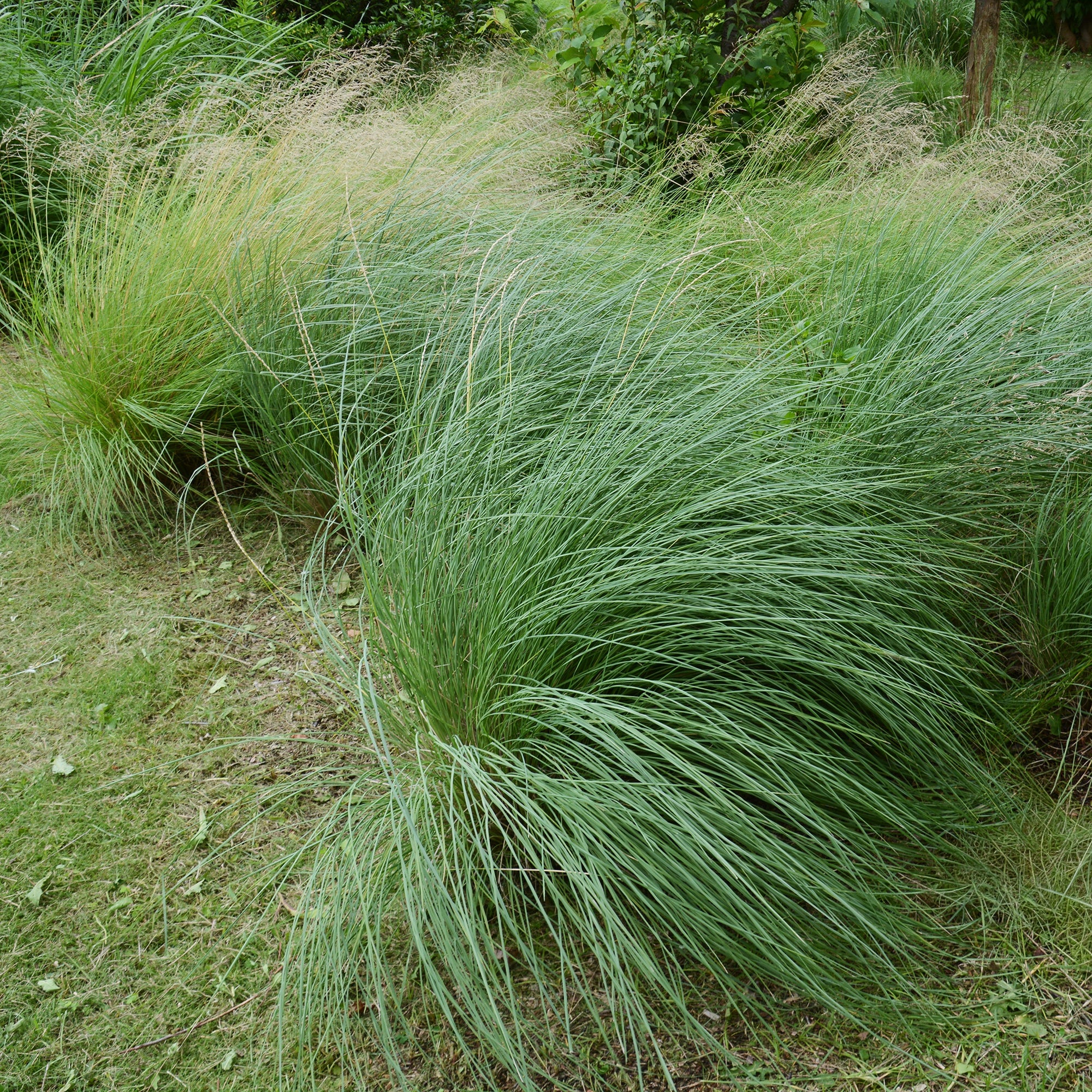 Muhlenbergia rigens
