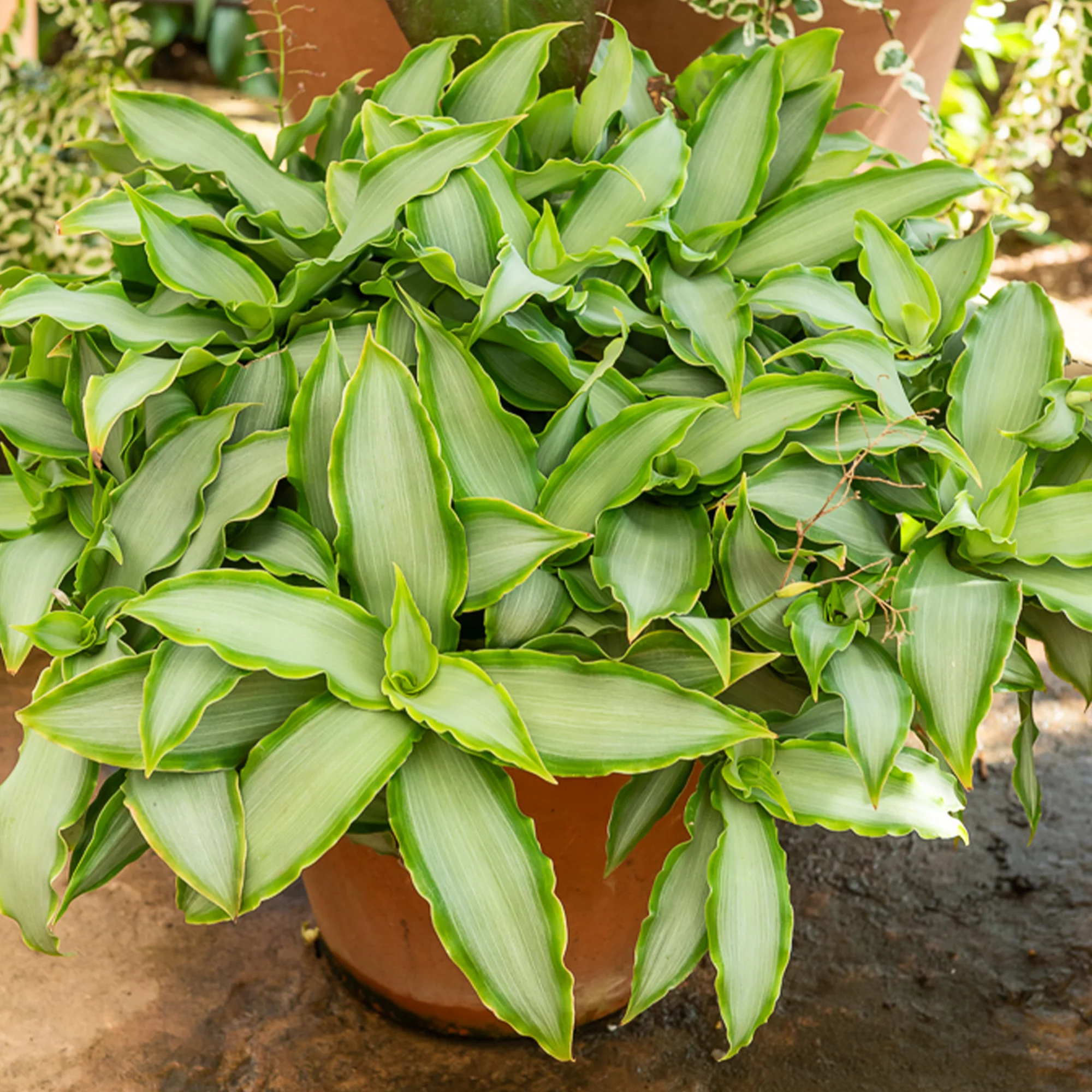 Murdannia 'Bright Star'