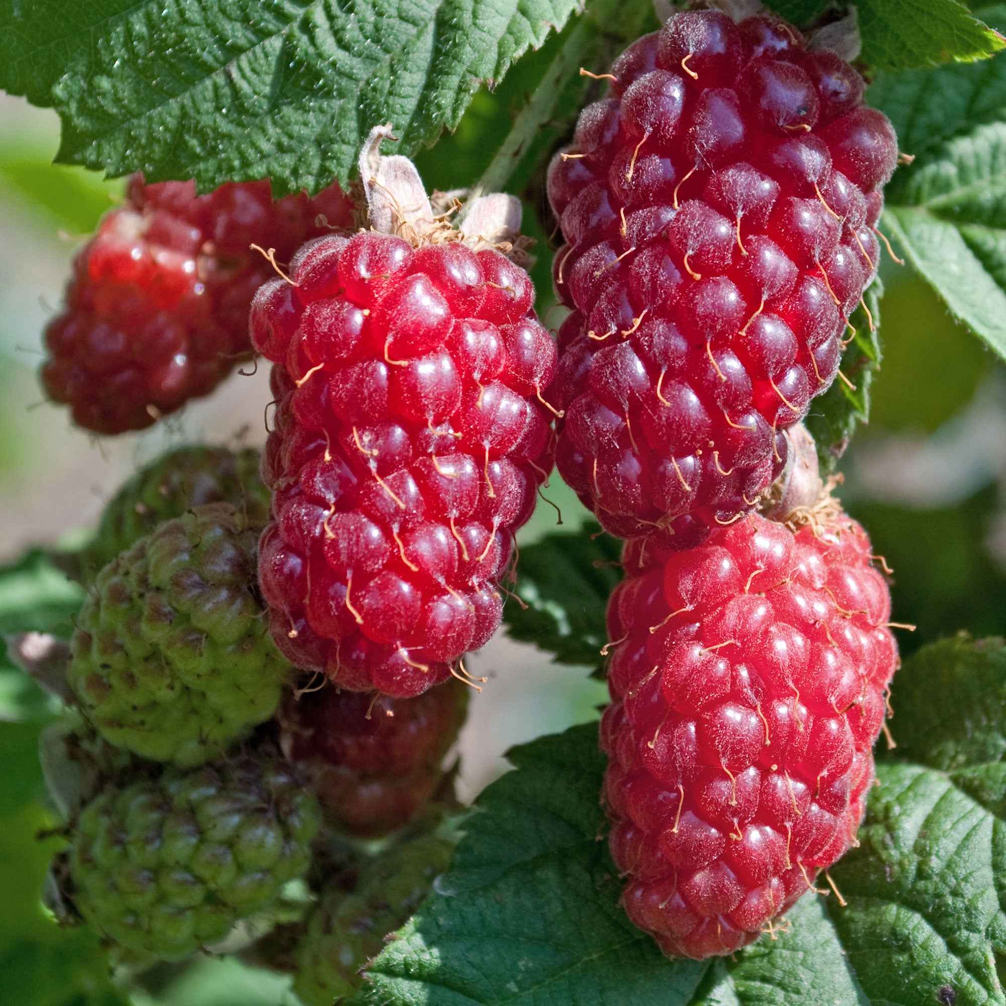 Mûre-framboise 'Tayberry'