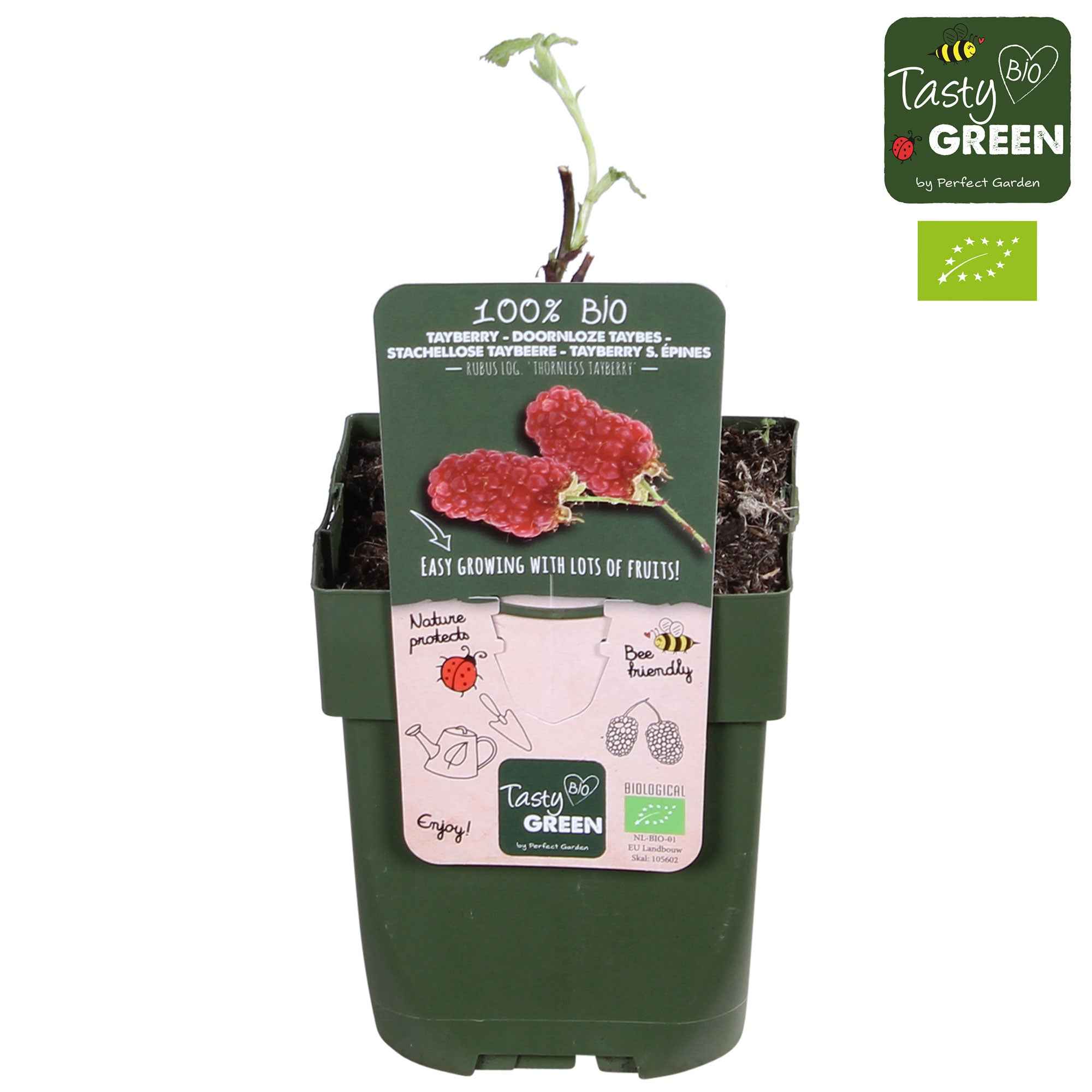Mûre-framboise 'Tayberry' - Image 2
