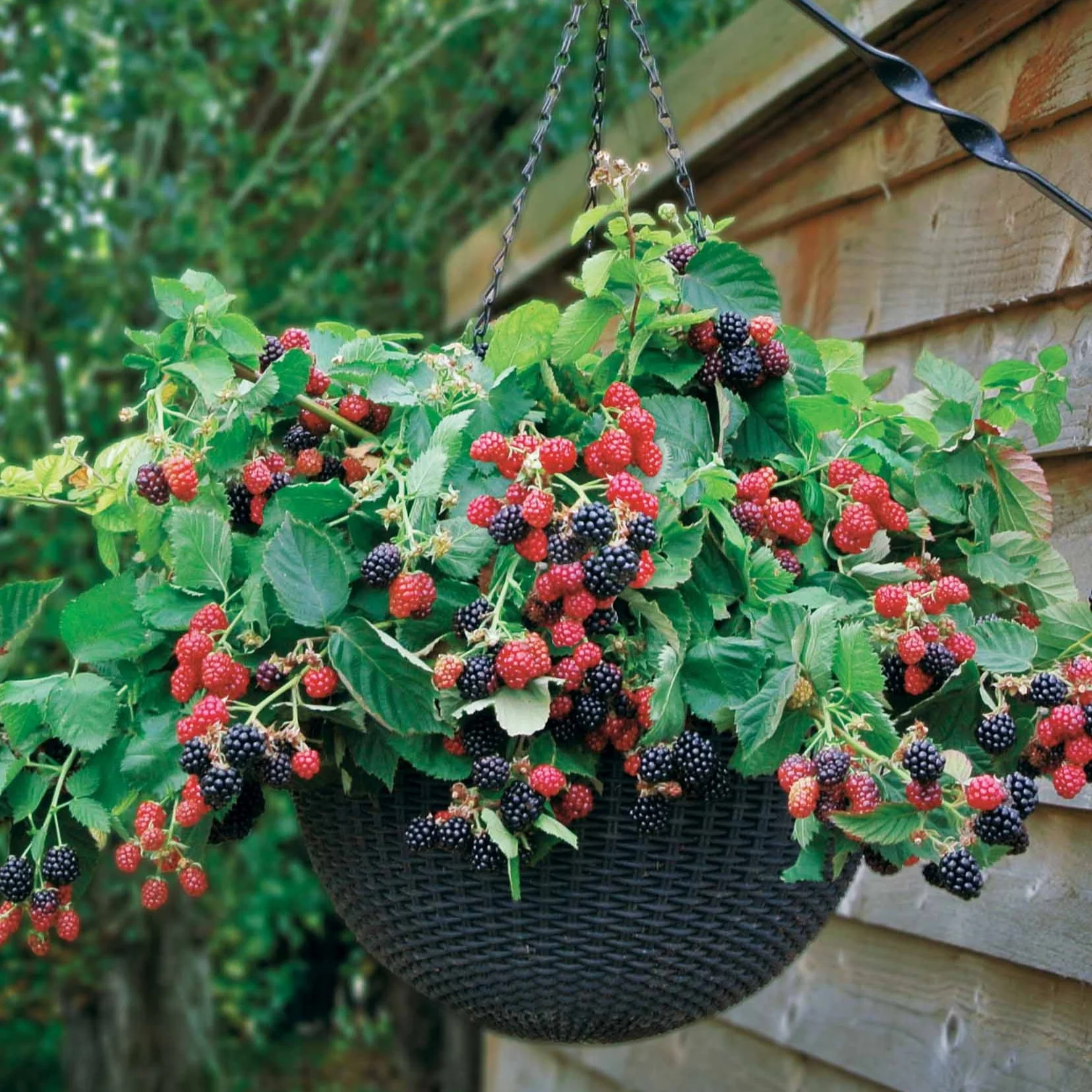 Mûrier Cascade noire