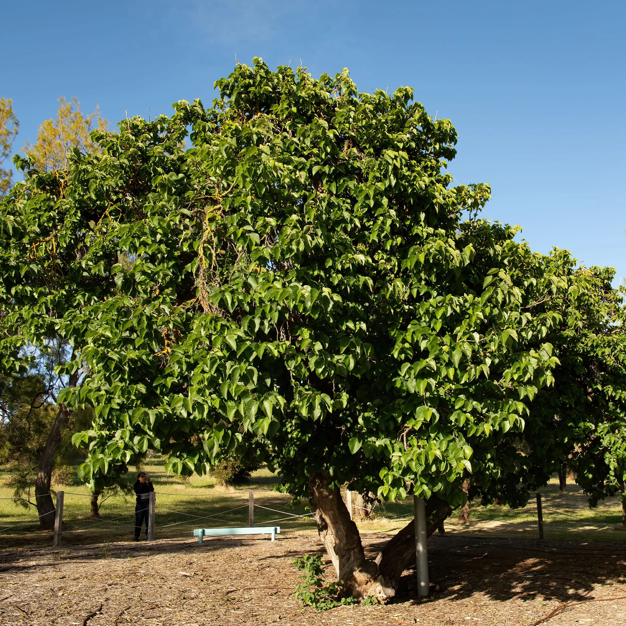 Mûrier de Corée 'Mulle' - Image 3