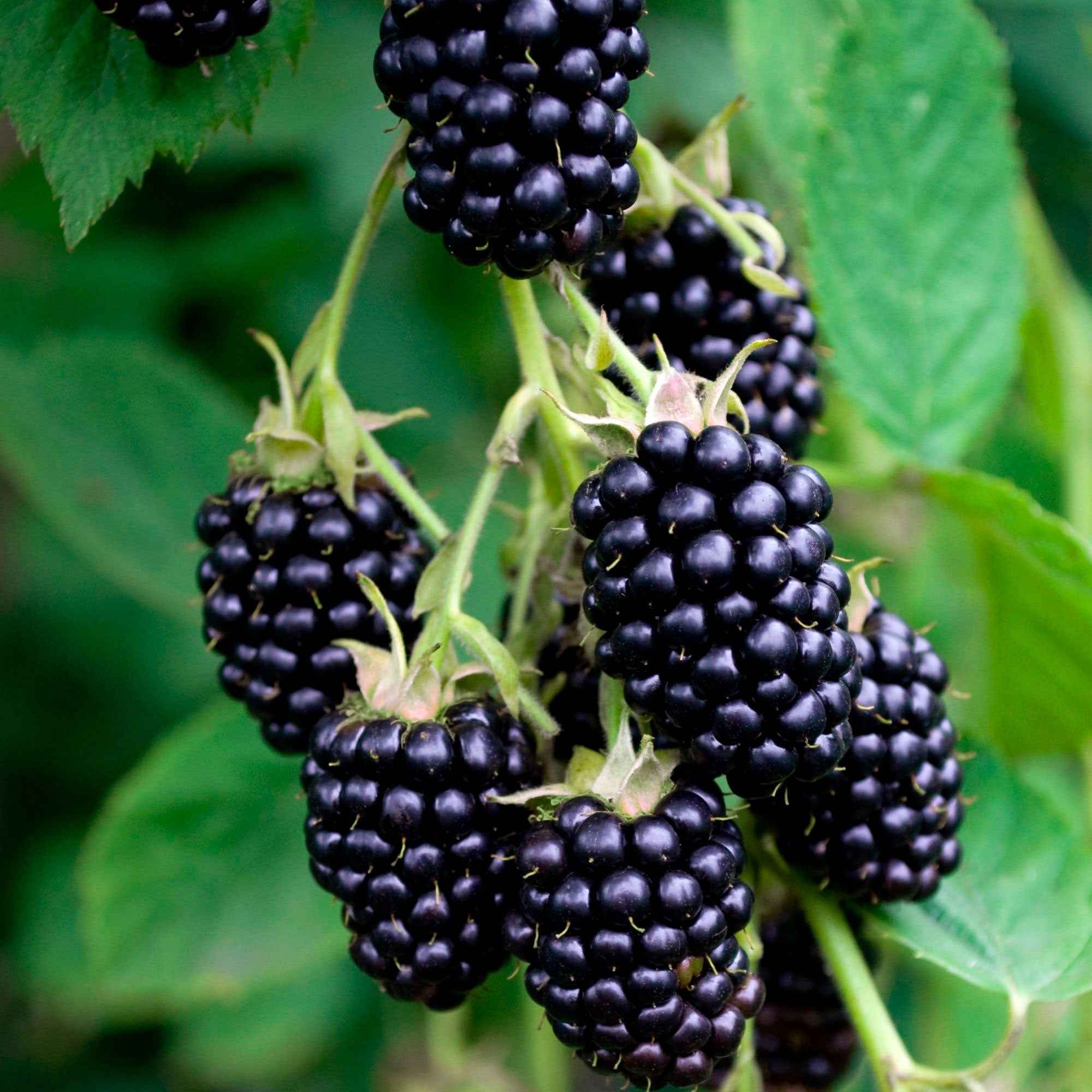 Mûrier de Corée 'Mulle' - Image 4