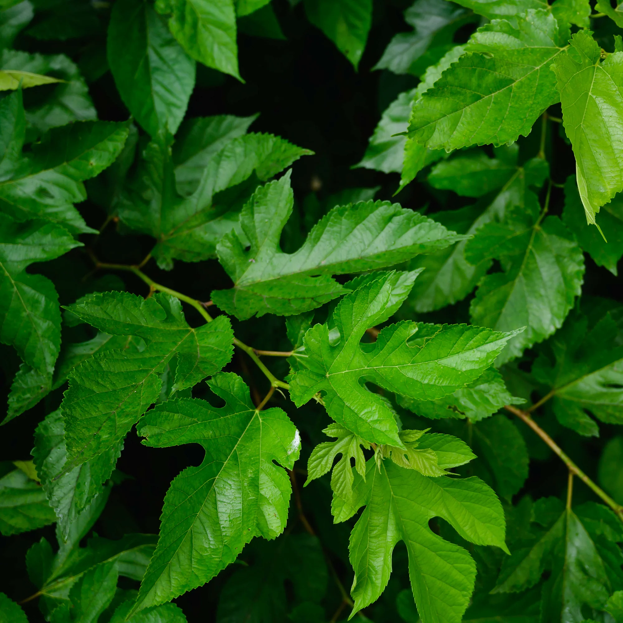 Mûrier de Corée 'Mulle' - Image 7