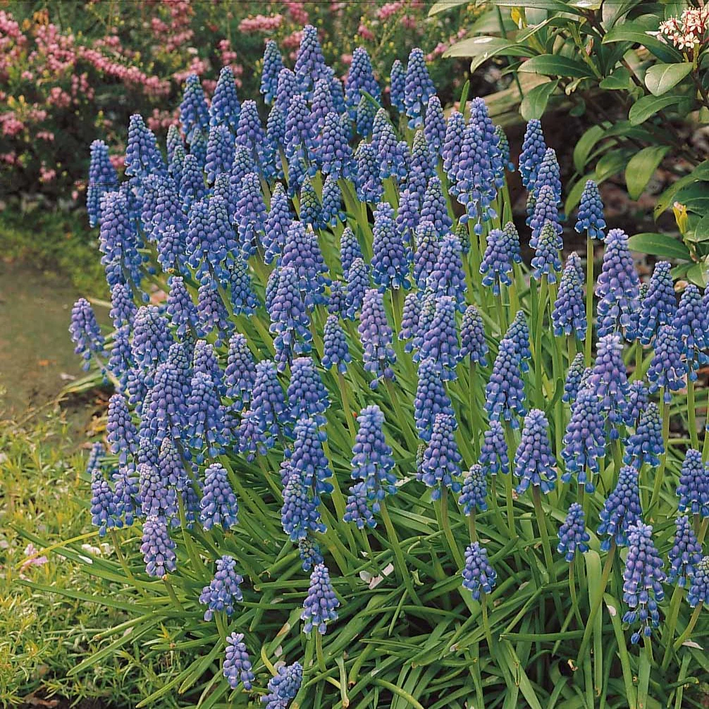 10 Muscaris bleus - Image 4