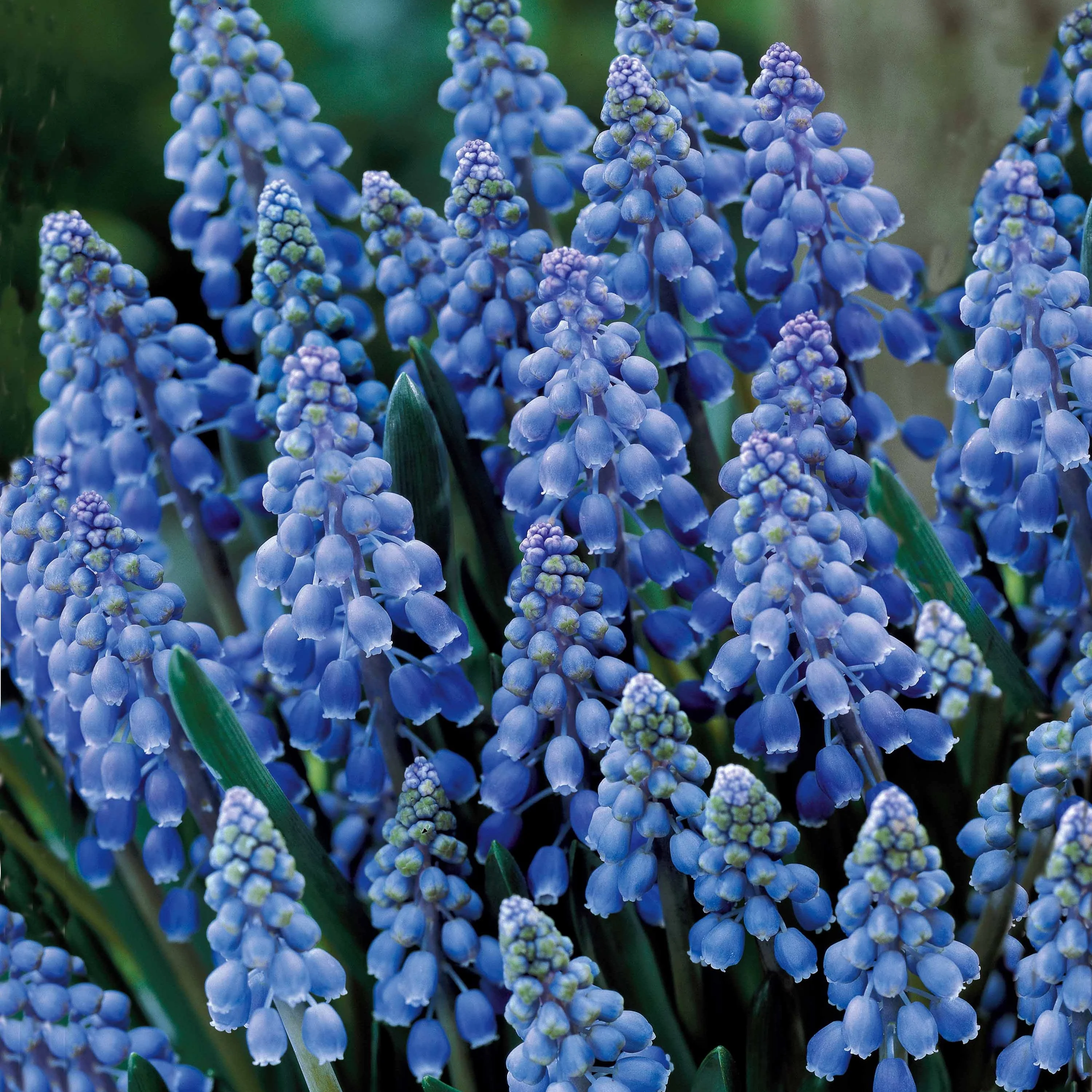 10 Muscaris bleus - Image 5