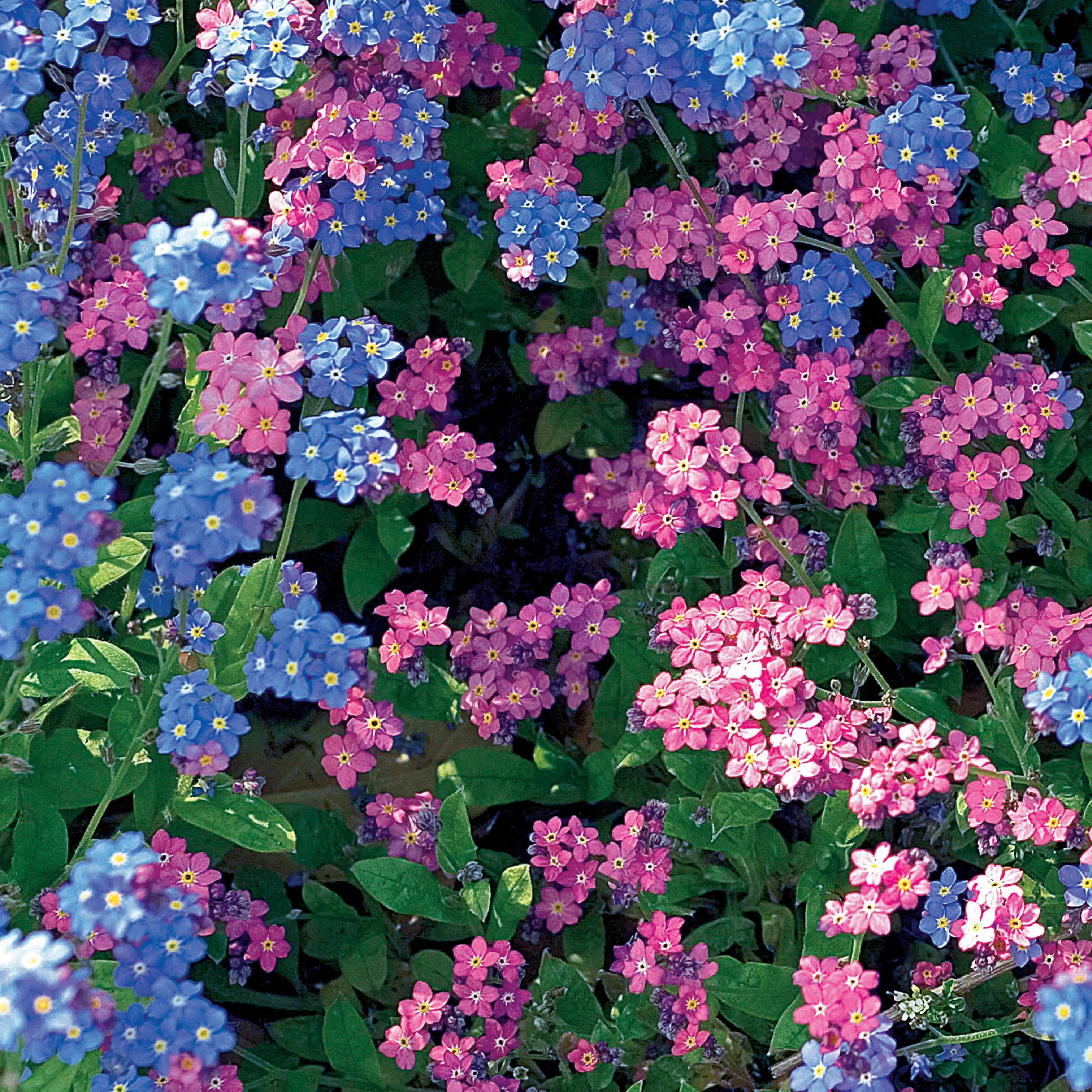Myosotis des Alpes en mélange