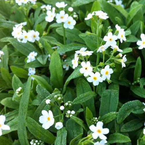Myosotis des marais Ice Pearl