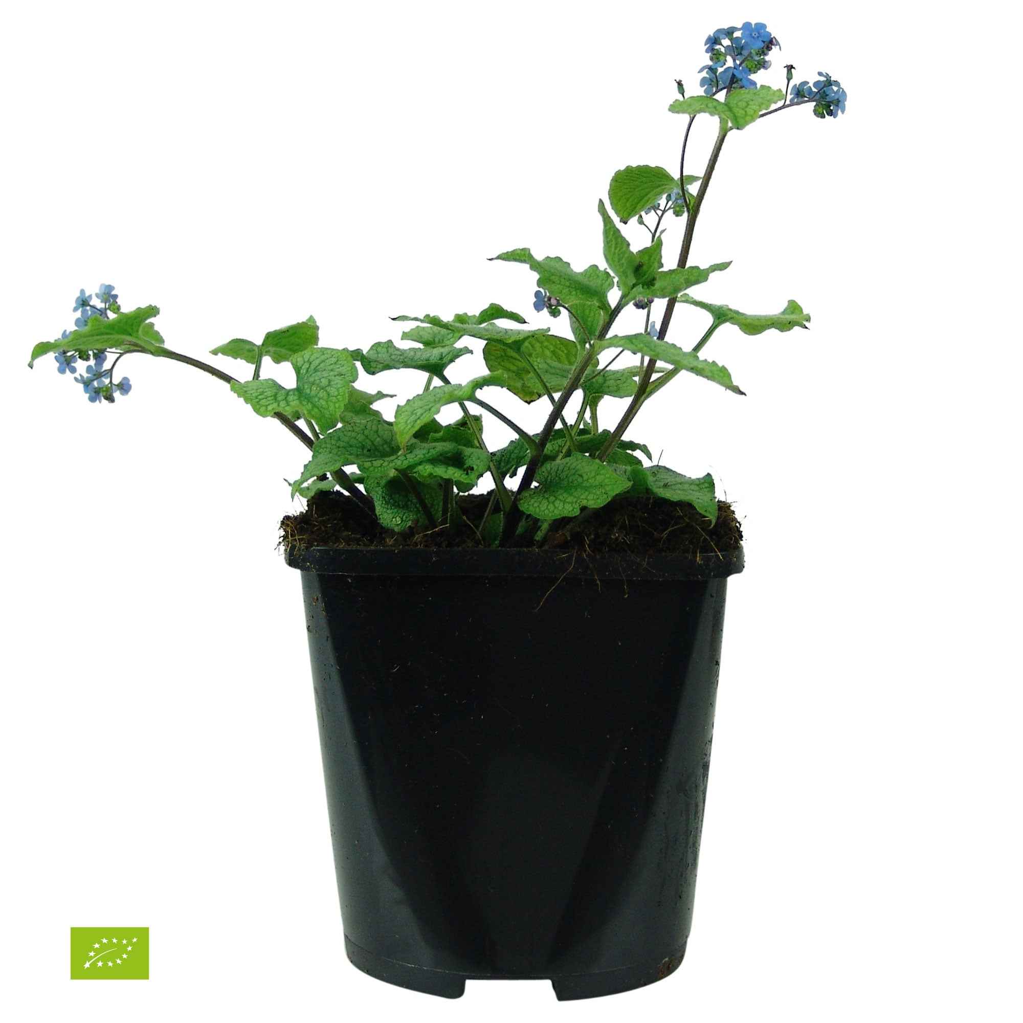 Myosotis du Caucase 'Alexander's Great' - Image 2