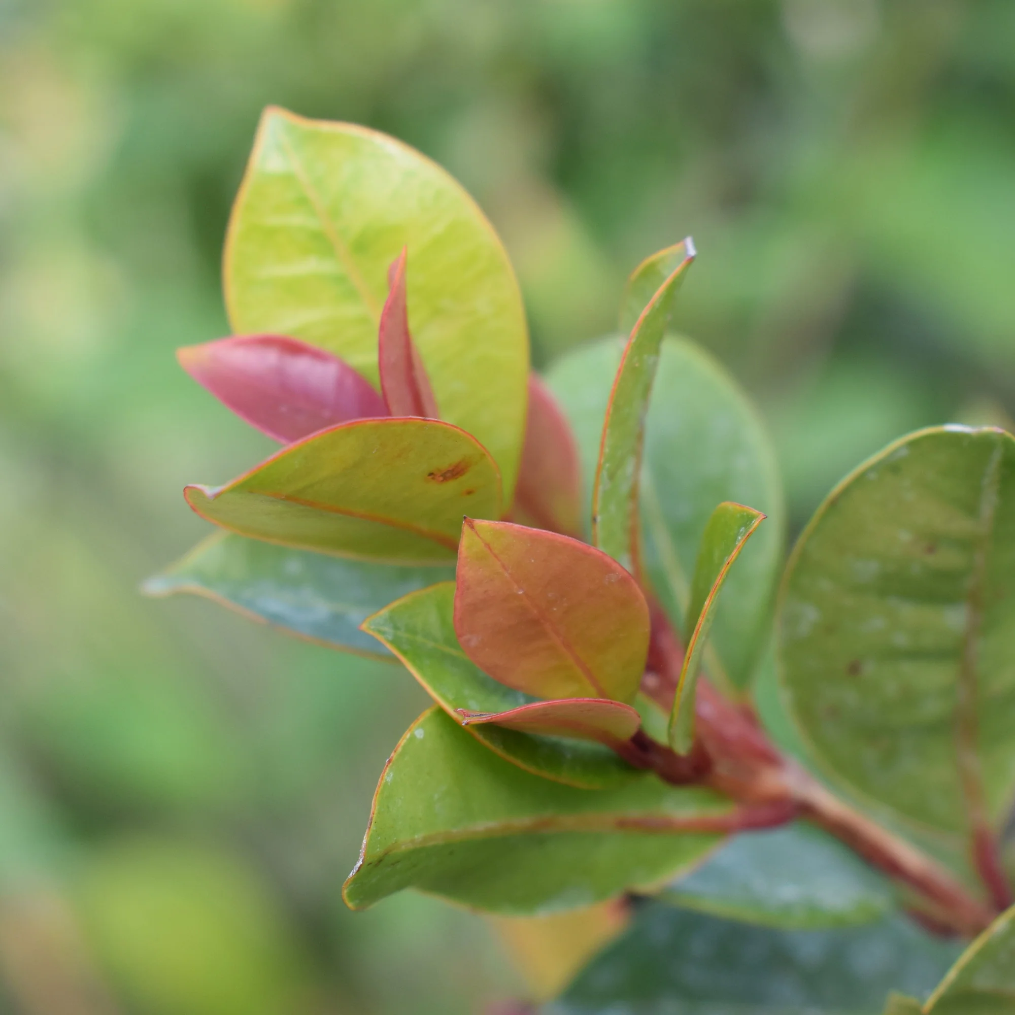 Myrte d'Australie Newport - Eugenia