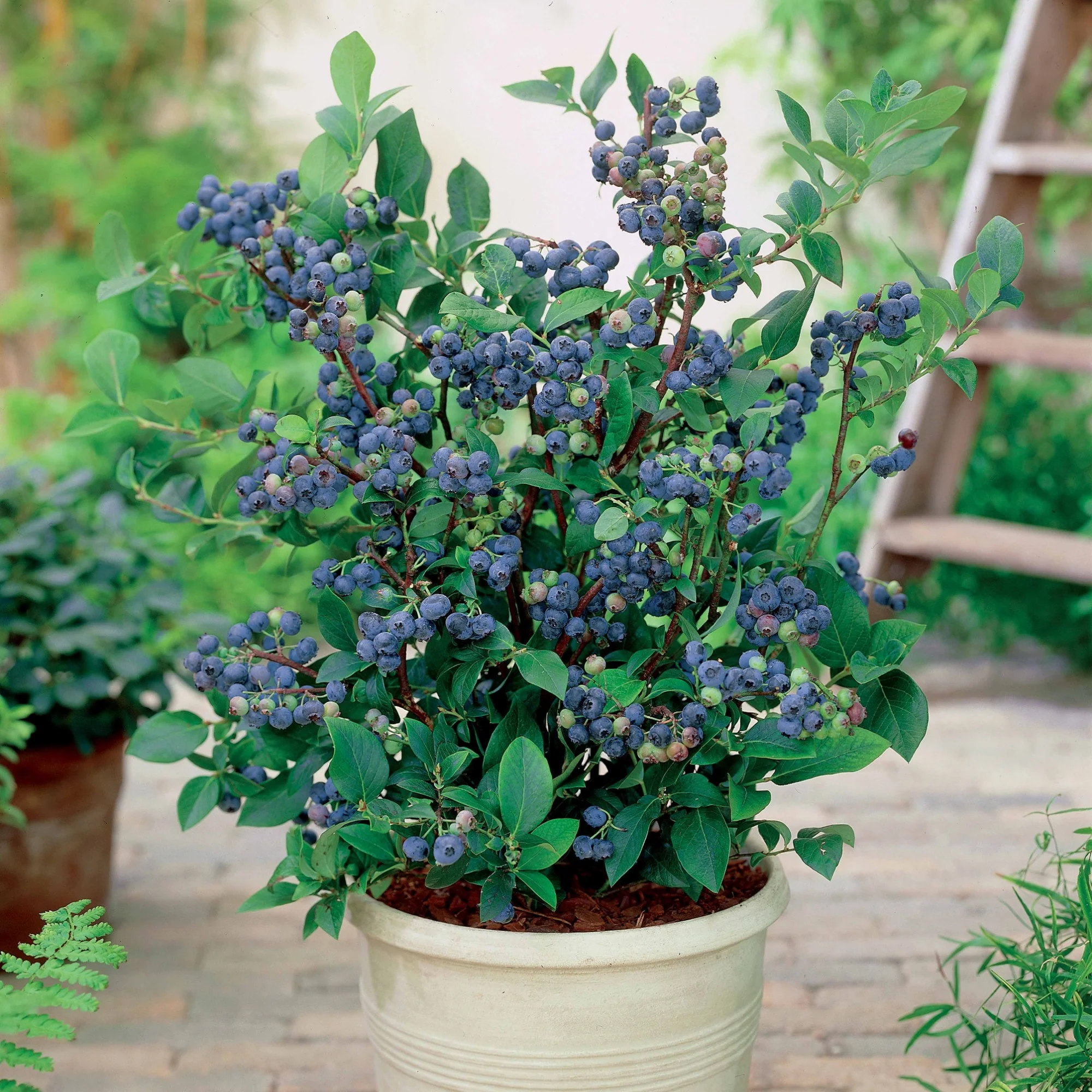Myrtillier 'Top Hat' - Image 2