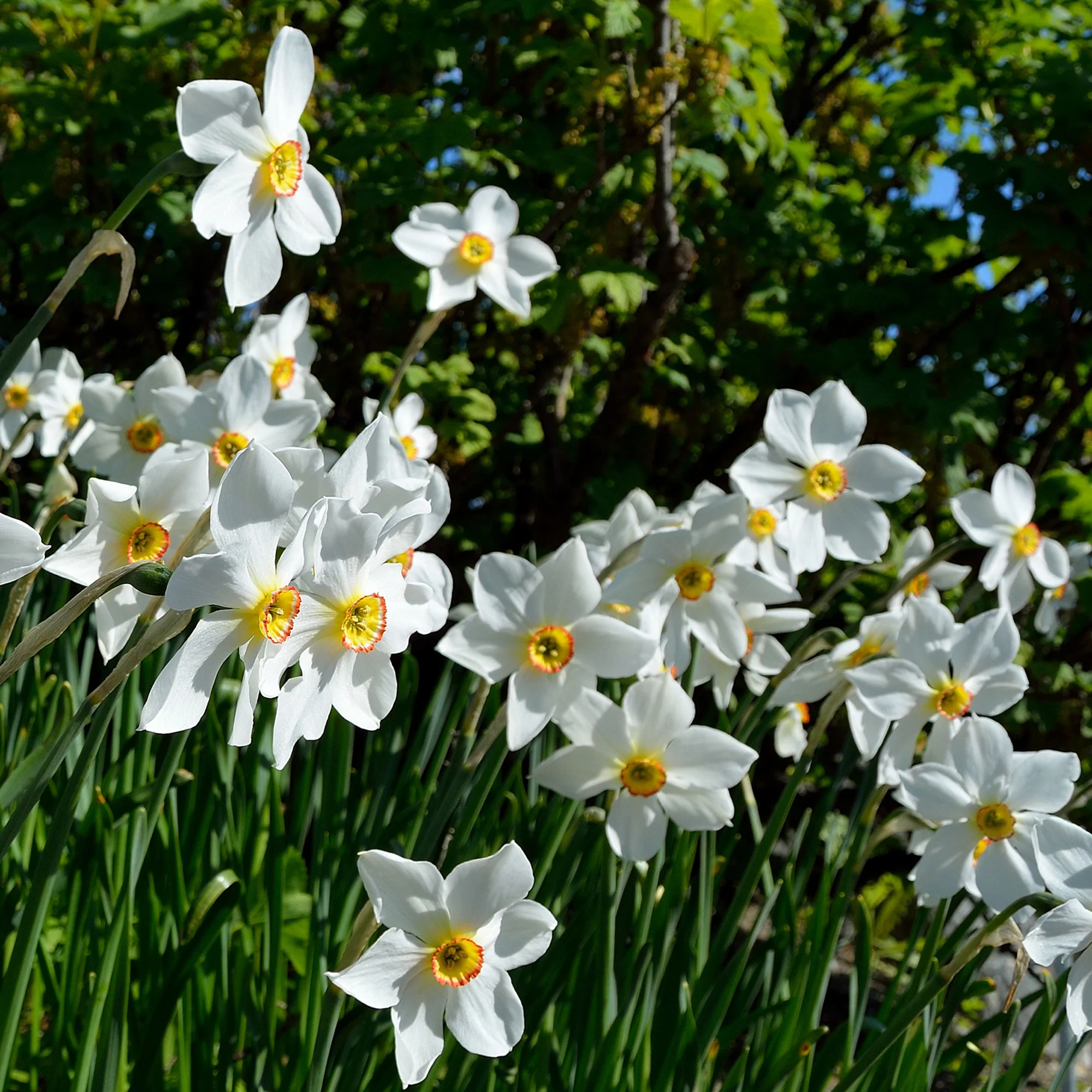 10 Narcisses des poètes Actea - Image 3