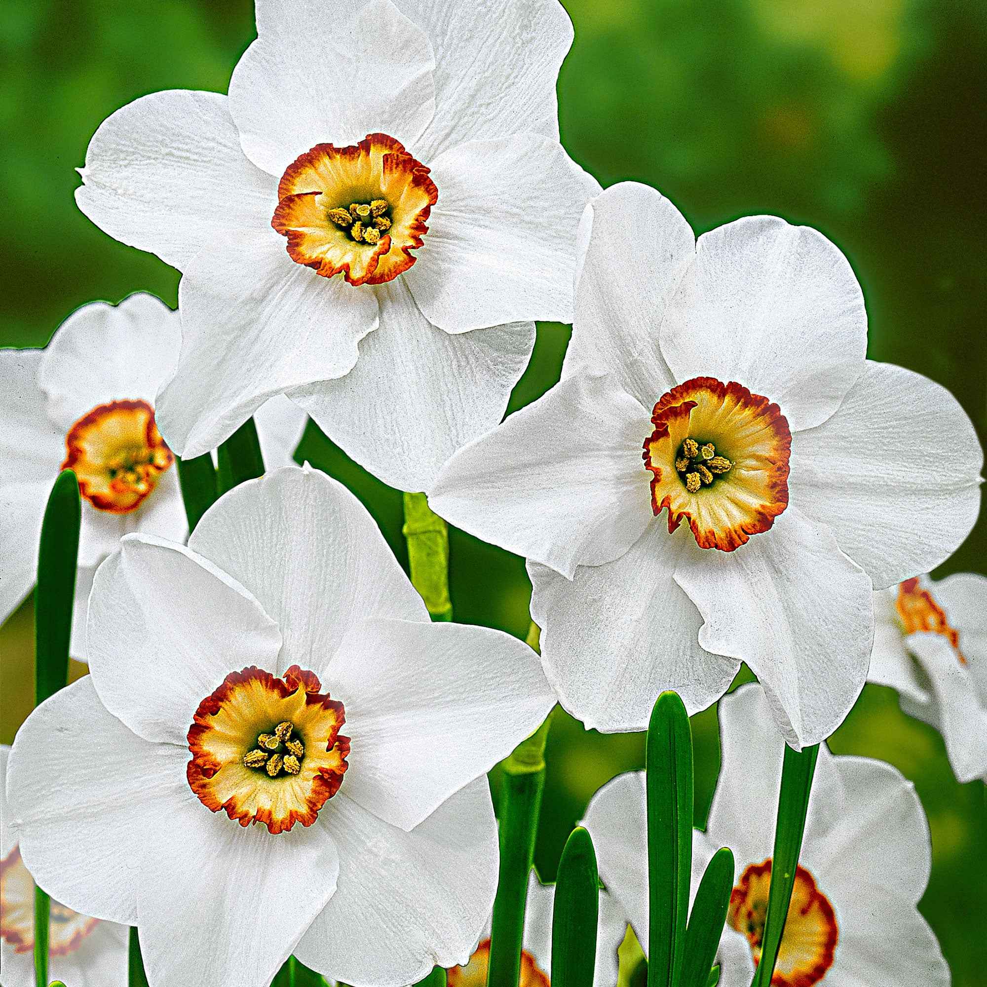 10 Narcisses des poètes Actea - Image 4