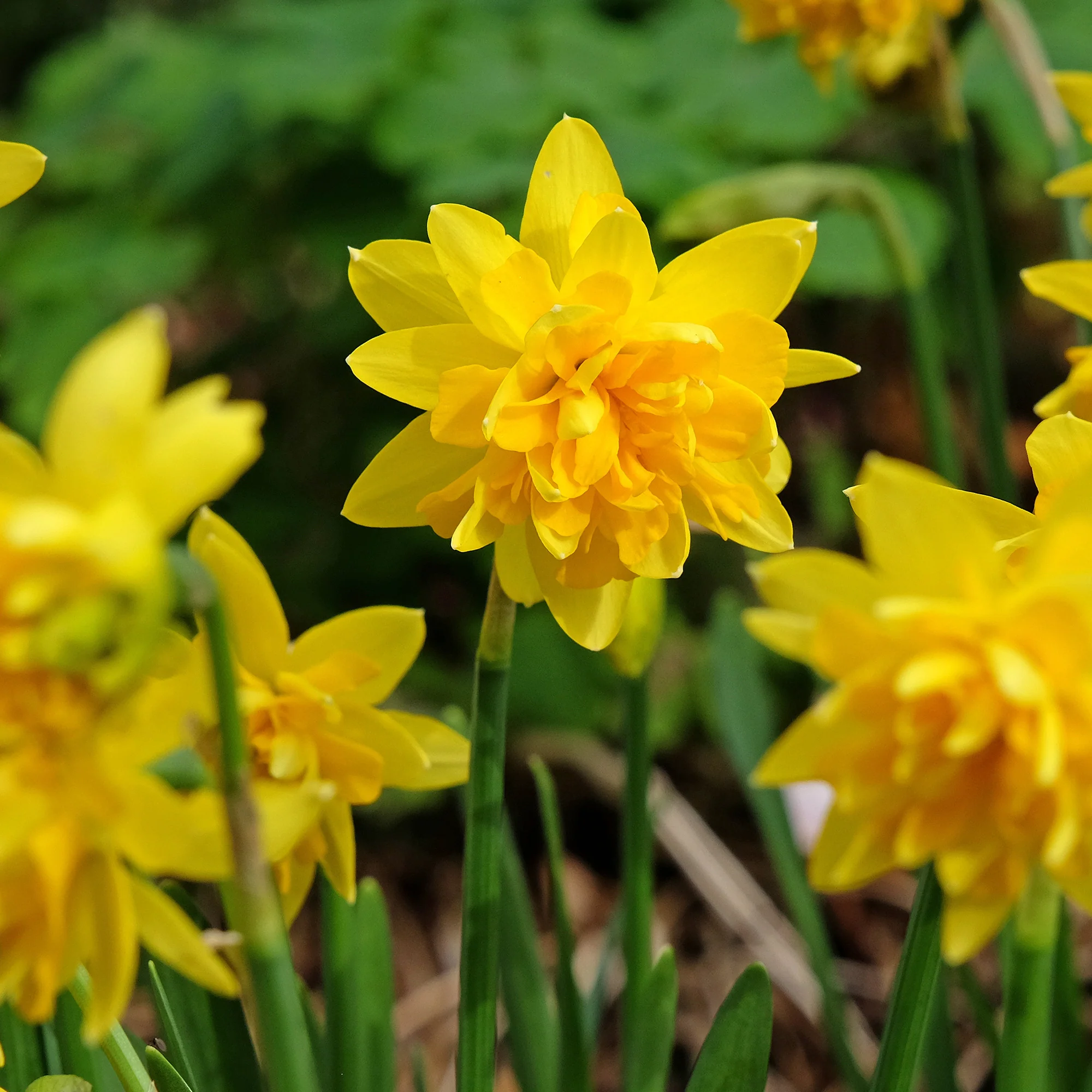 Narcisse à fleurs doubles en mélange - Image 6