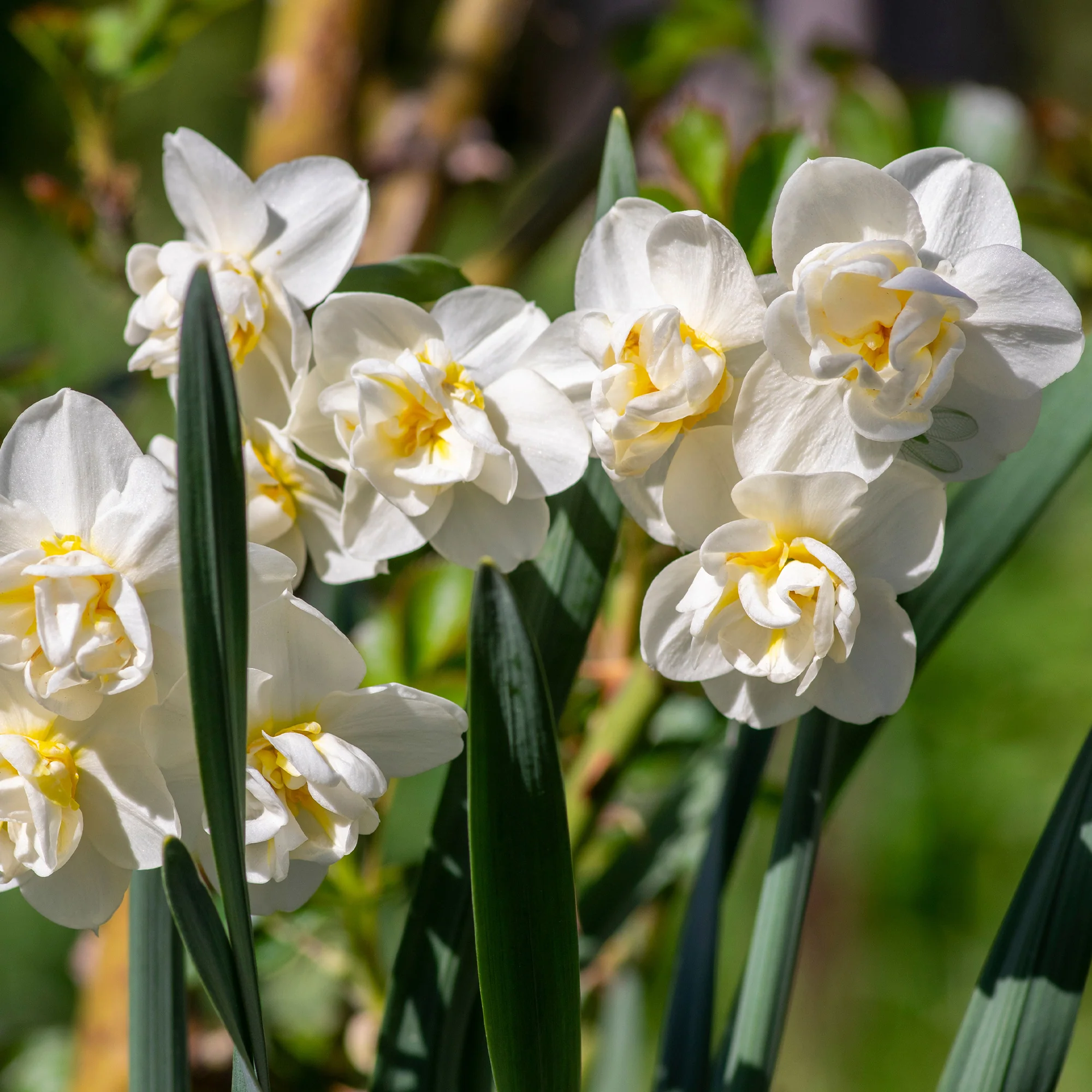 Narcisse à fleurs doubles en mélange - Image 8