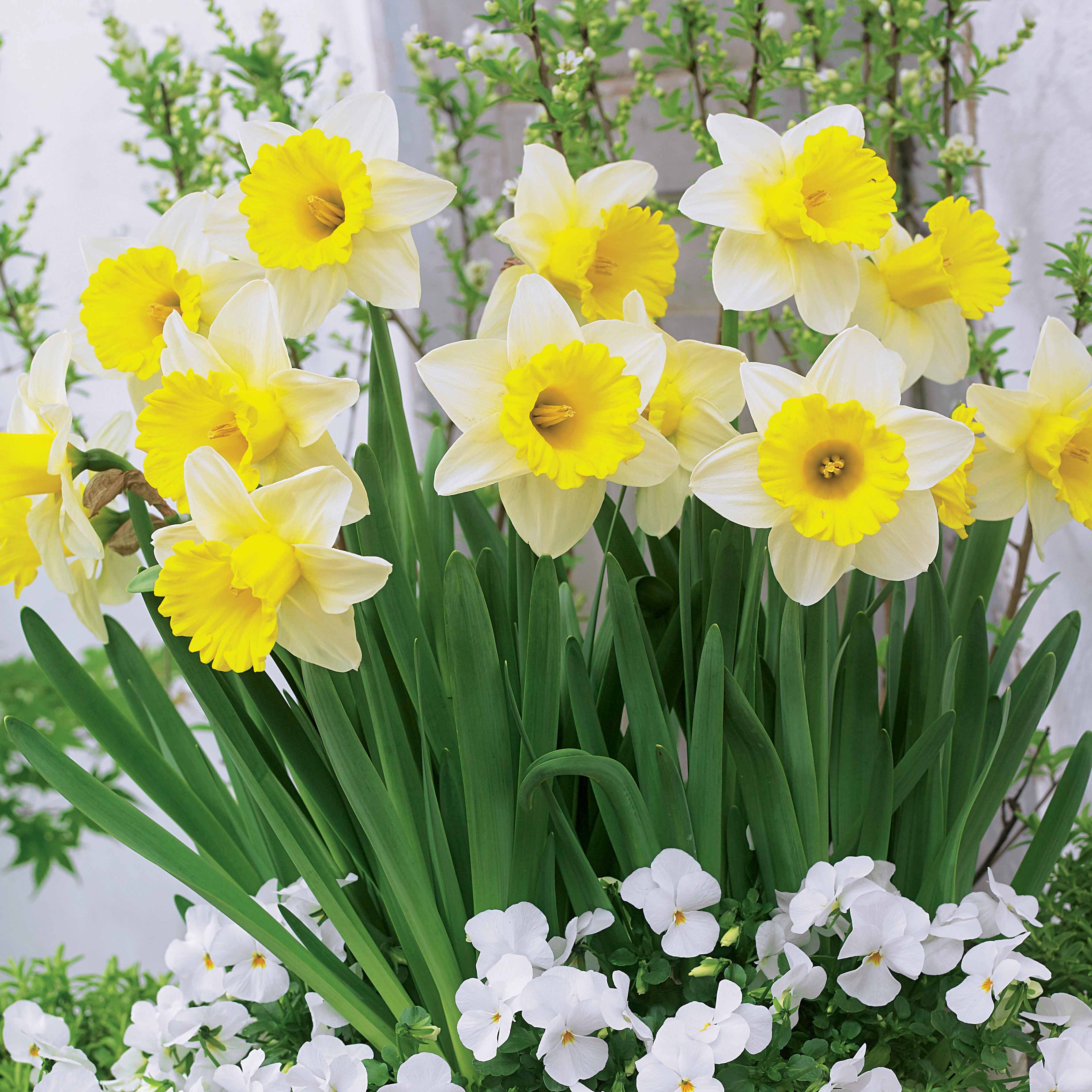 10 Narcisses Goblet - Image 5