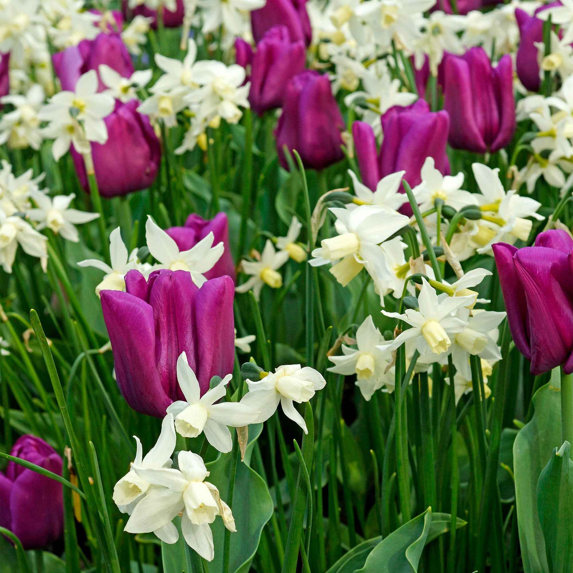 7 Narcisses Thalia - Image 2