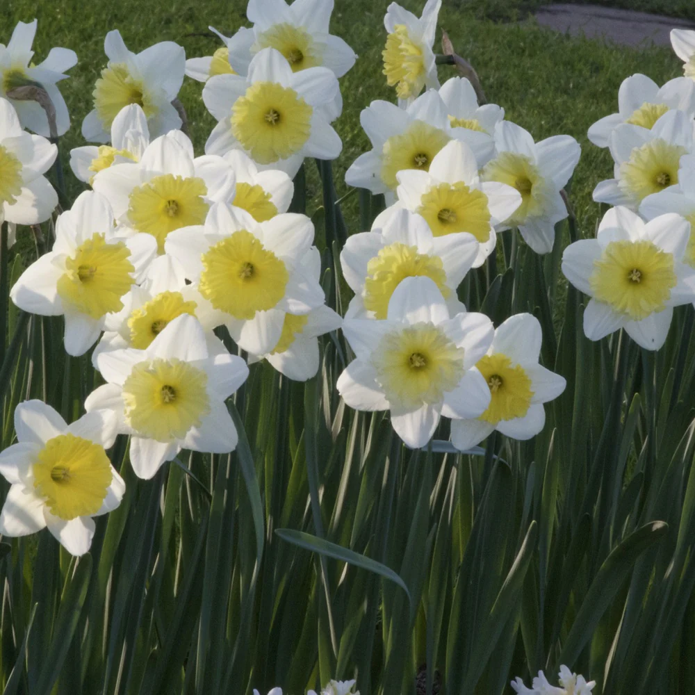 5 Narcisses à grande couronne Ice follies