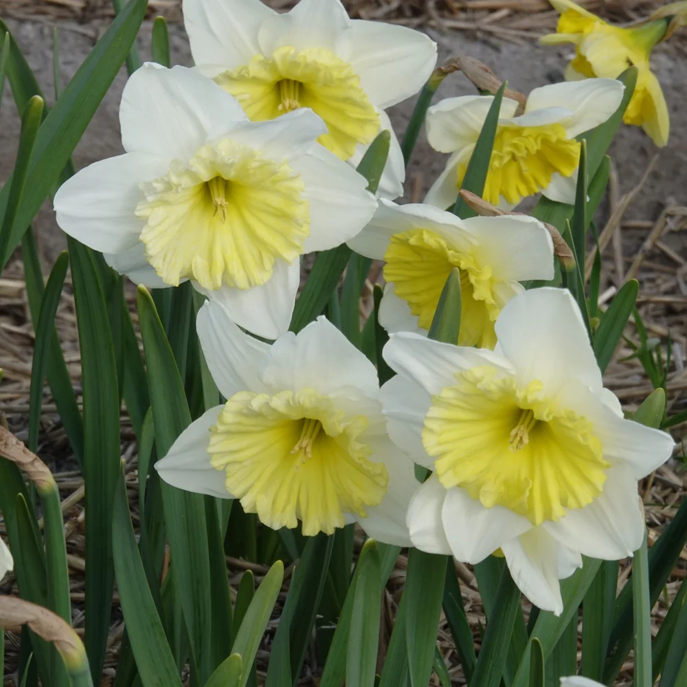 5 Narcisses à grande couronne Ice follies - Image 2