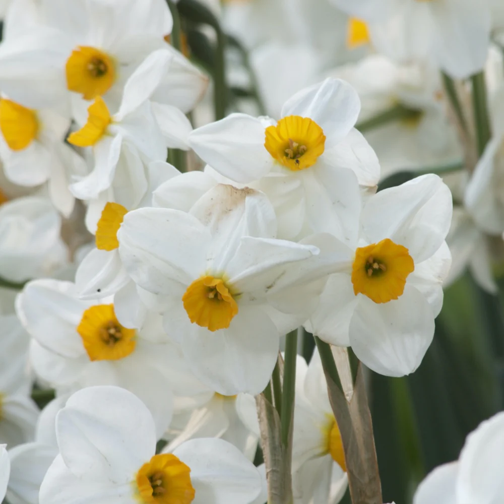 5 Narcisses Geranium - Image 2