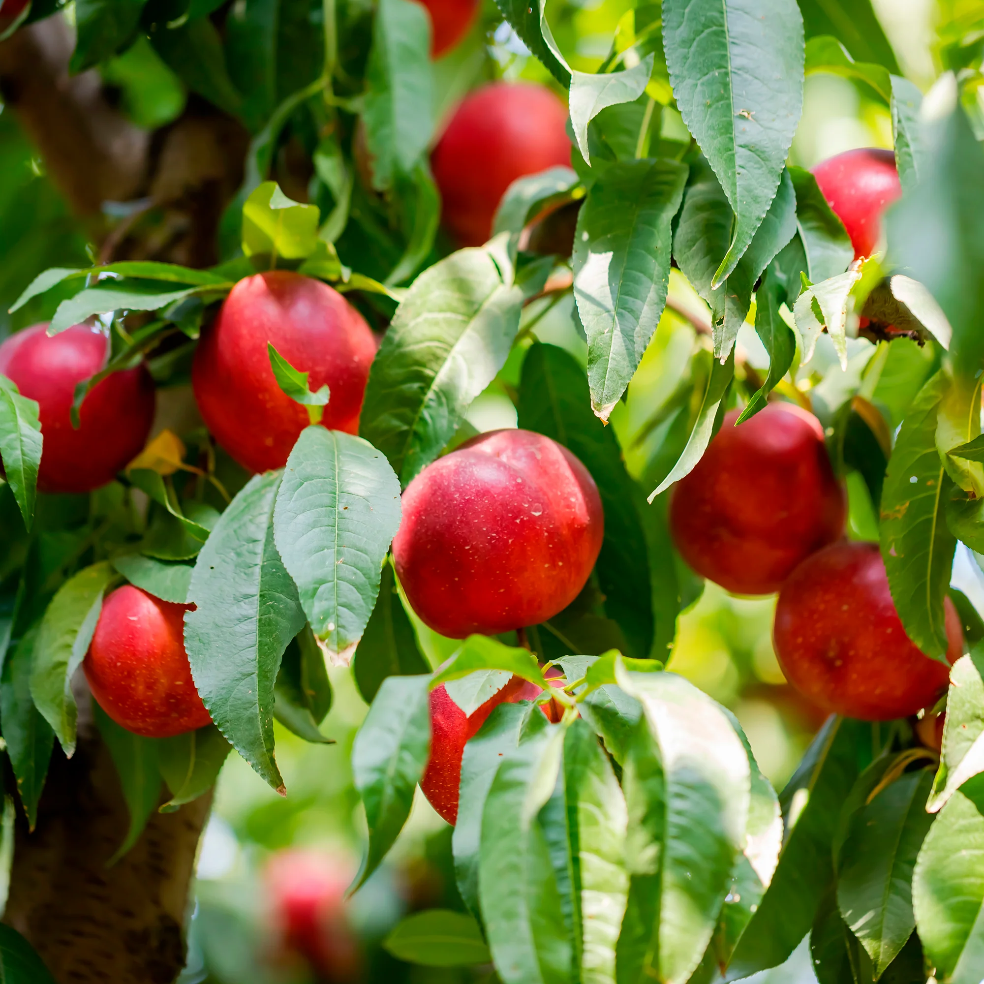 Nectarine Flavor Top - Image 3