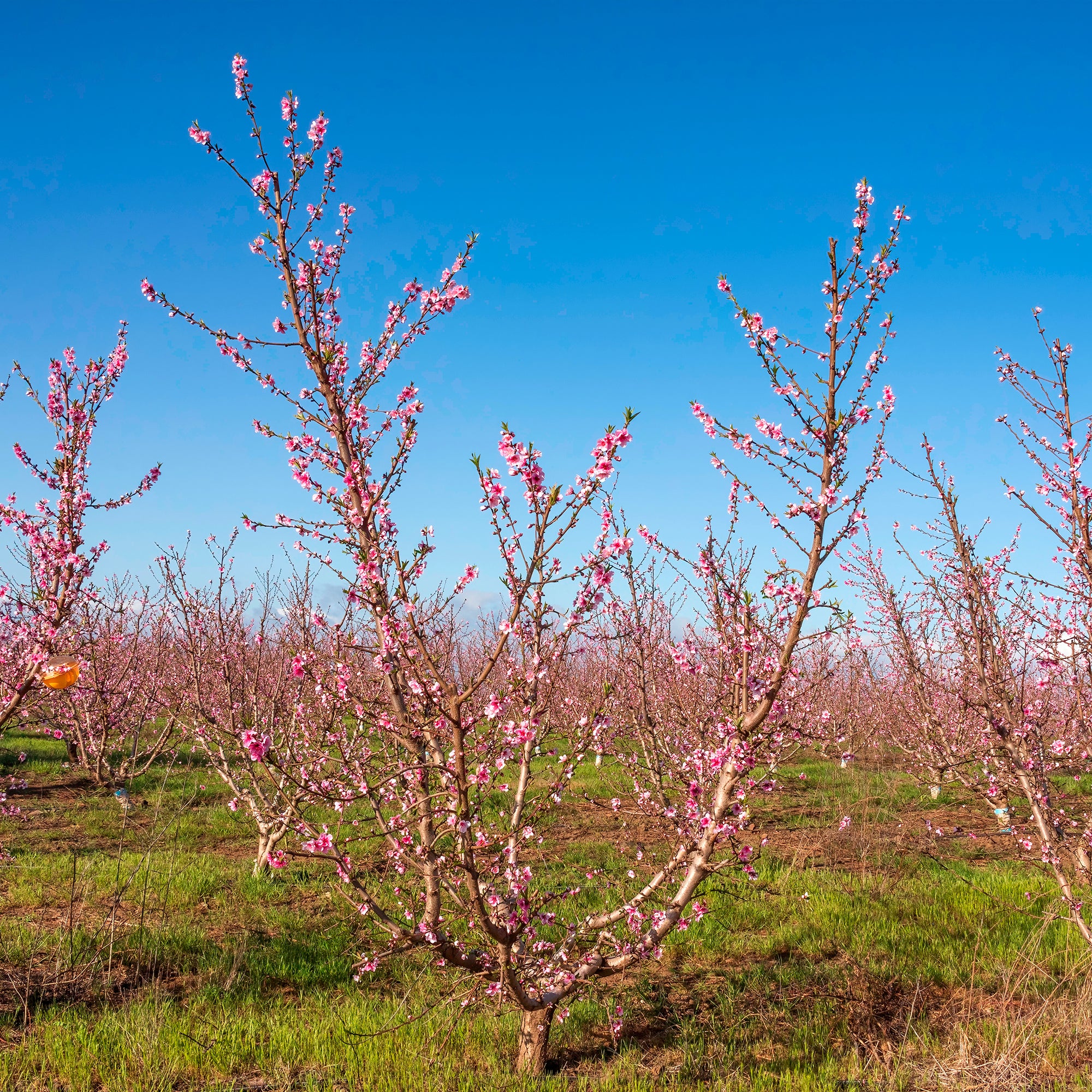 Nectarine Flavor Top - Image 4